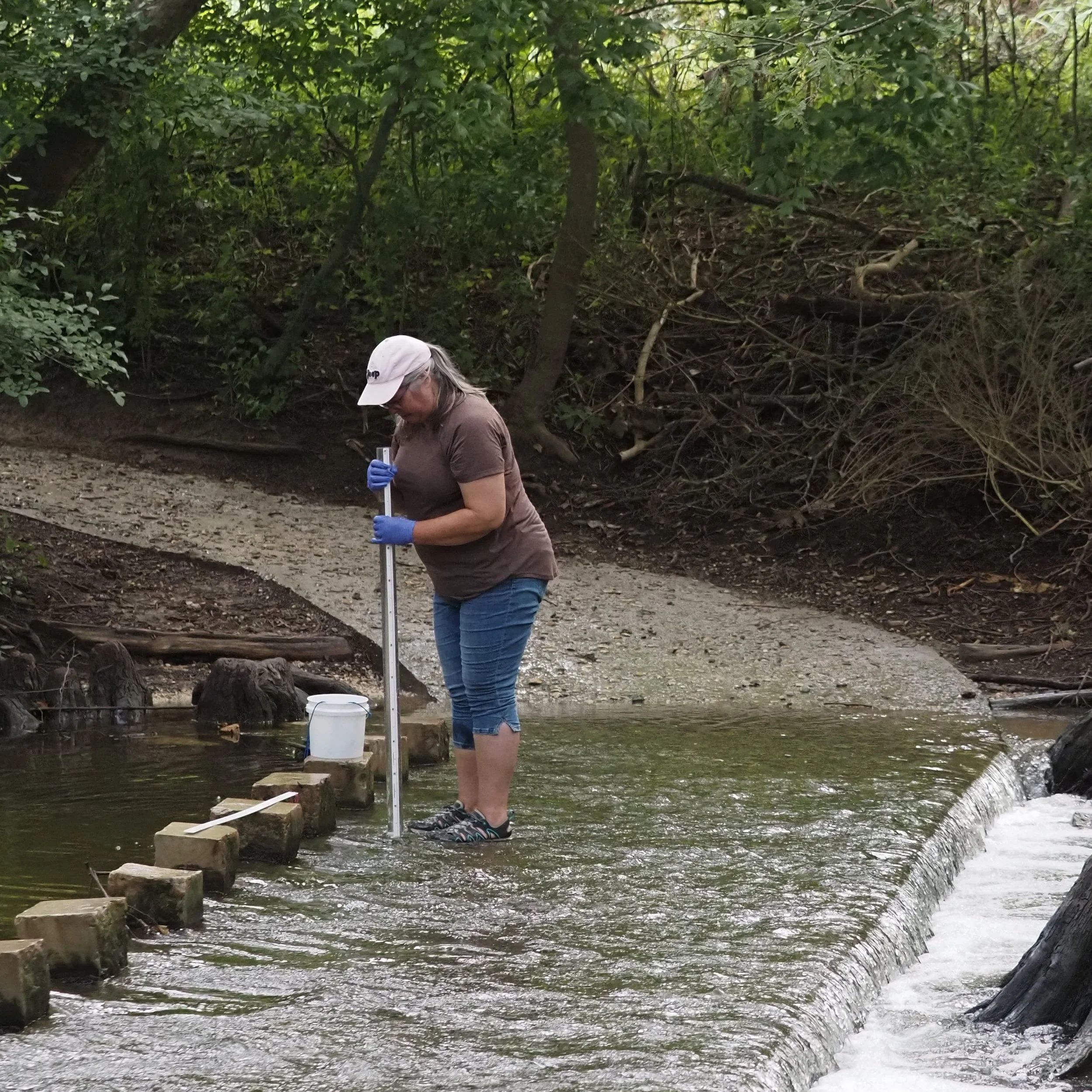 A woman standing in a river or creek, measuring the water level with a pole, surrounded by green trees and a dirt path with rocks.
