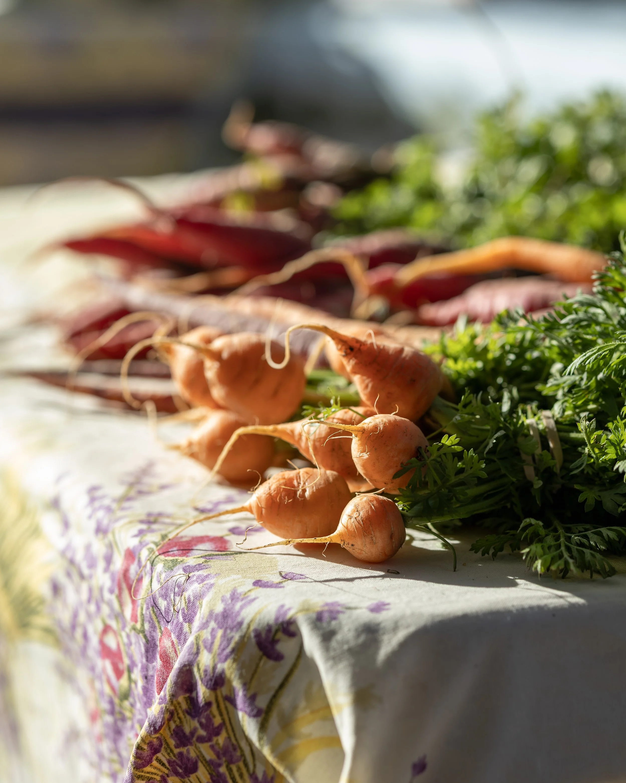 Fresh carrots with green tops laid out on a floral cloth.