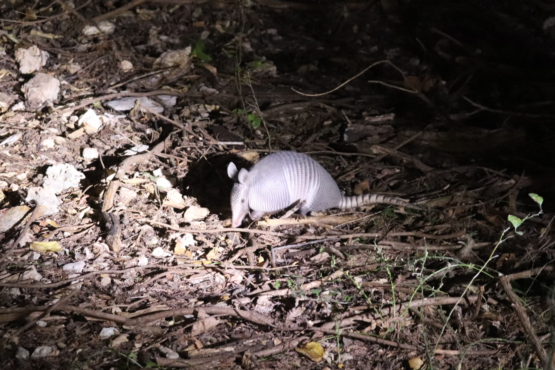 A small armadillo on a forest floor covered with twigs, leaves, and rocks, illuminated by a flashlight at night.