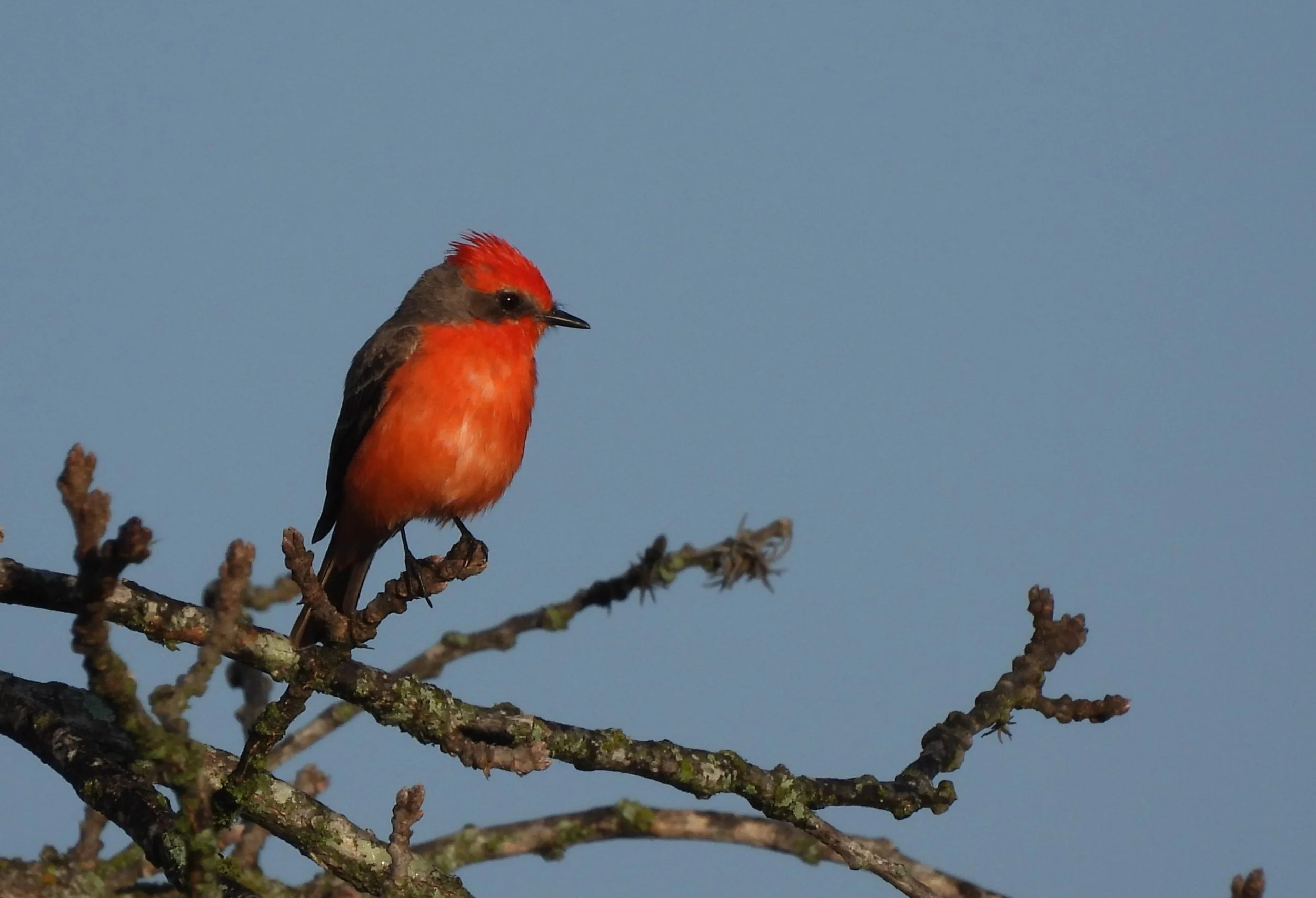 Vermillion Flycatcher