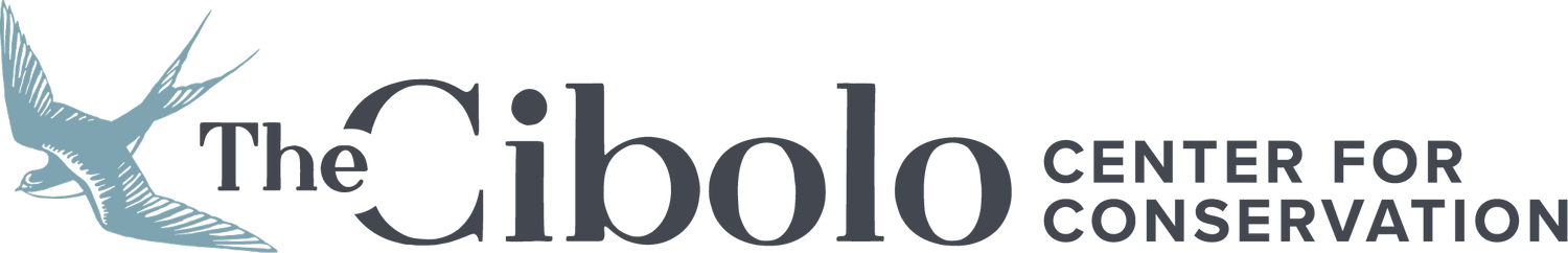 The Cibolo