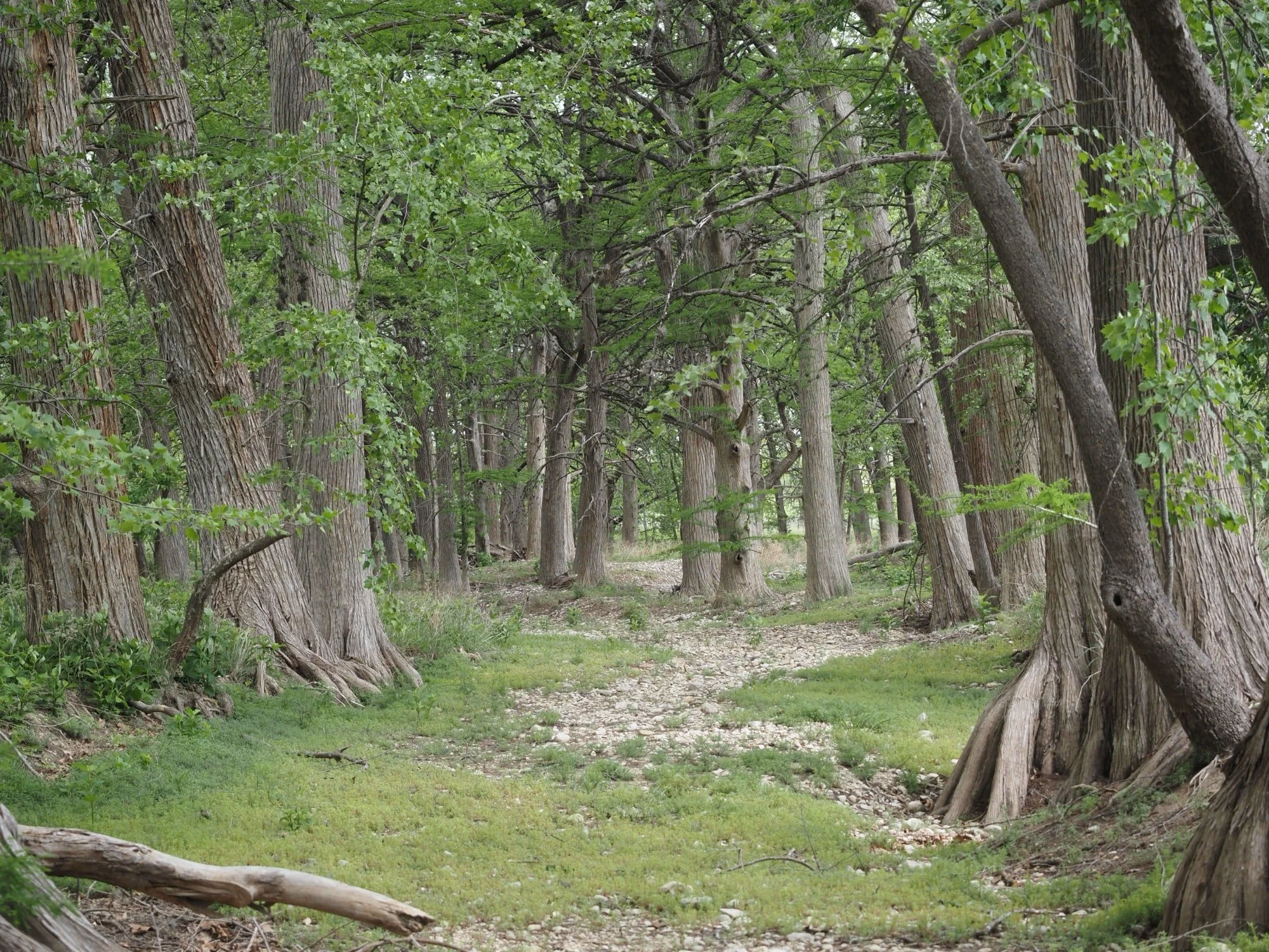 A wooded scene with tall trees, green leaves, and a narrow dry creek bed dirt path winding through the woods.