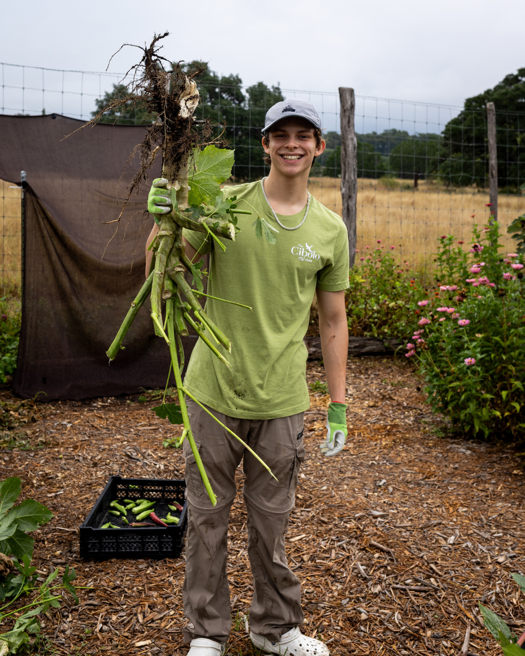 A young man is smiling and holding a large uprooted plant in a garden, wearing a green T-shirt, gray cap, and gloves, with a crate of harvested vegetables on the ground nearby.