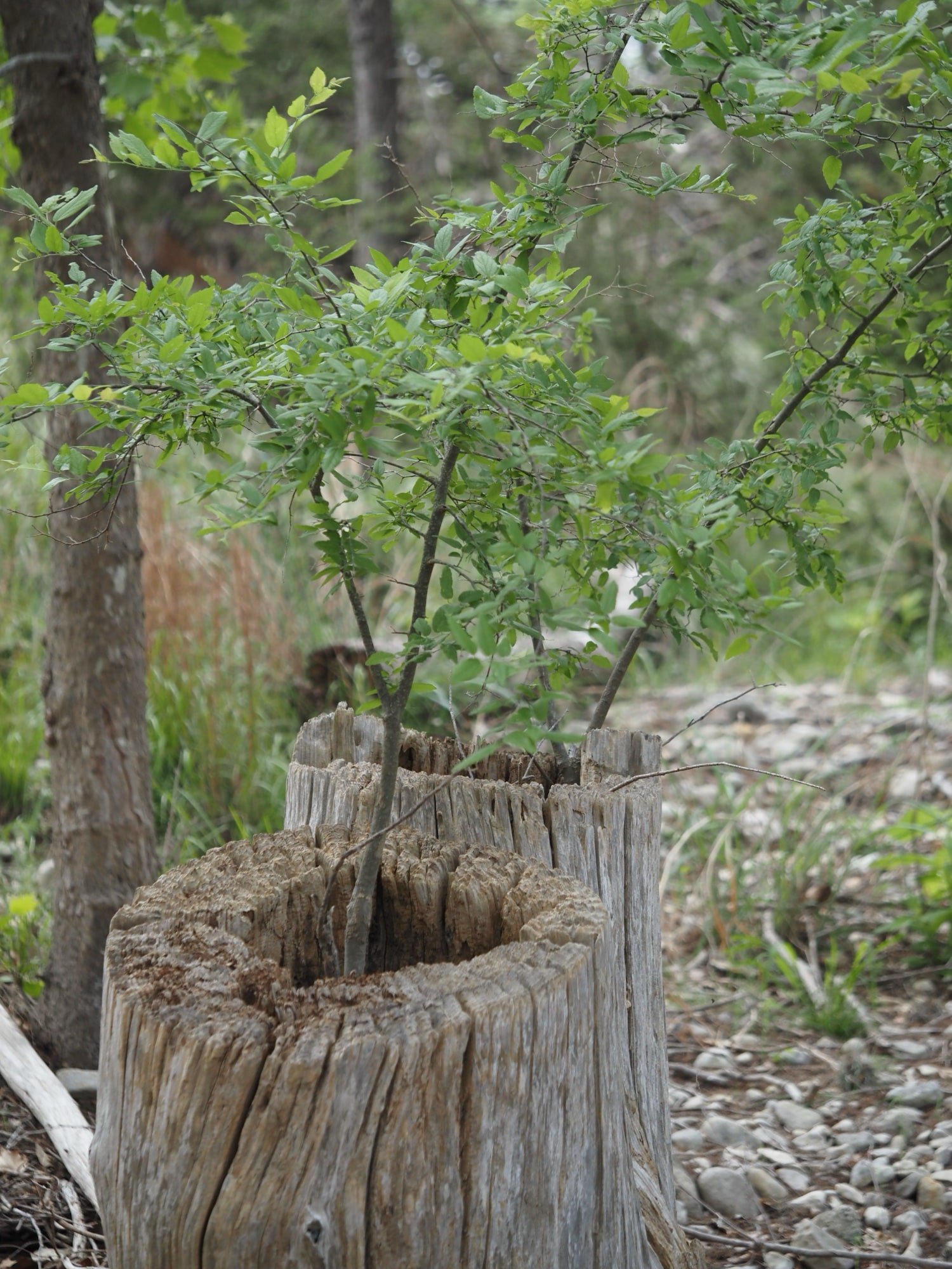Close-up of a tree stump with a small green leafy sapling growing out of it in a forest setting.