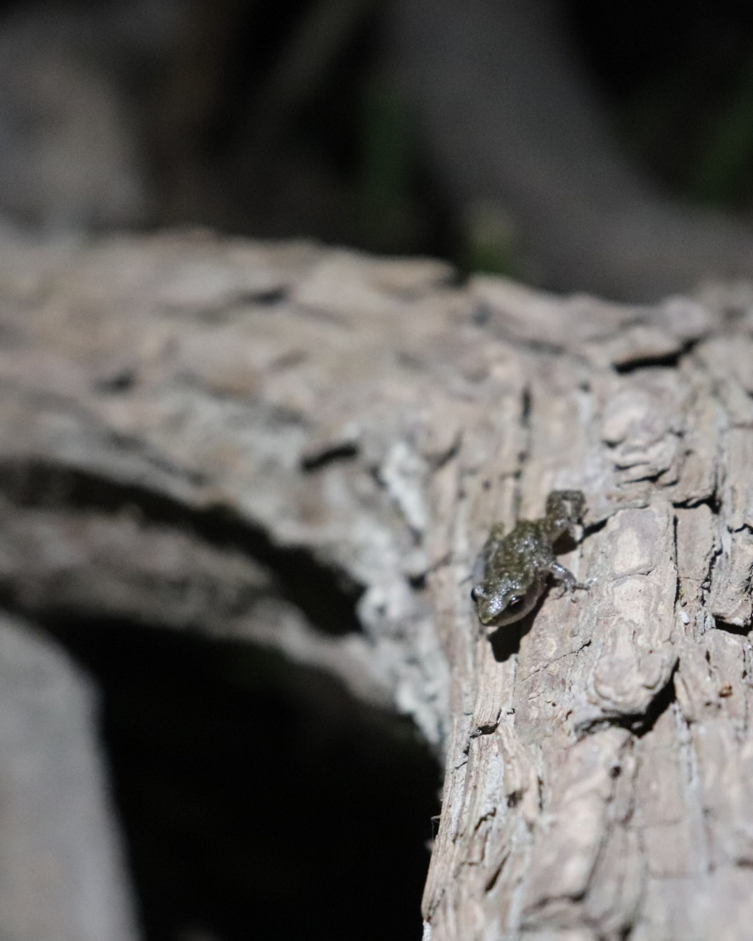 Small frog on a textured piece of wood at night in a natural setting.