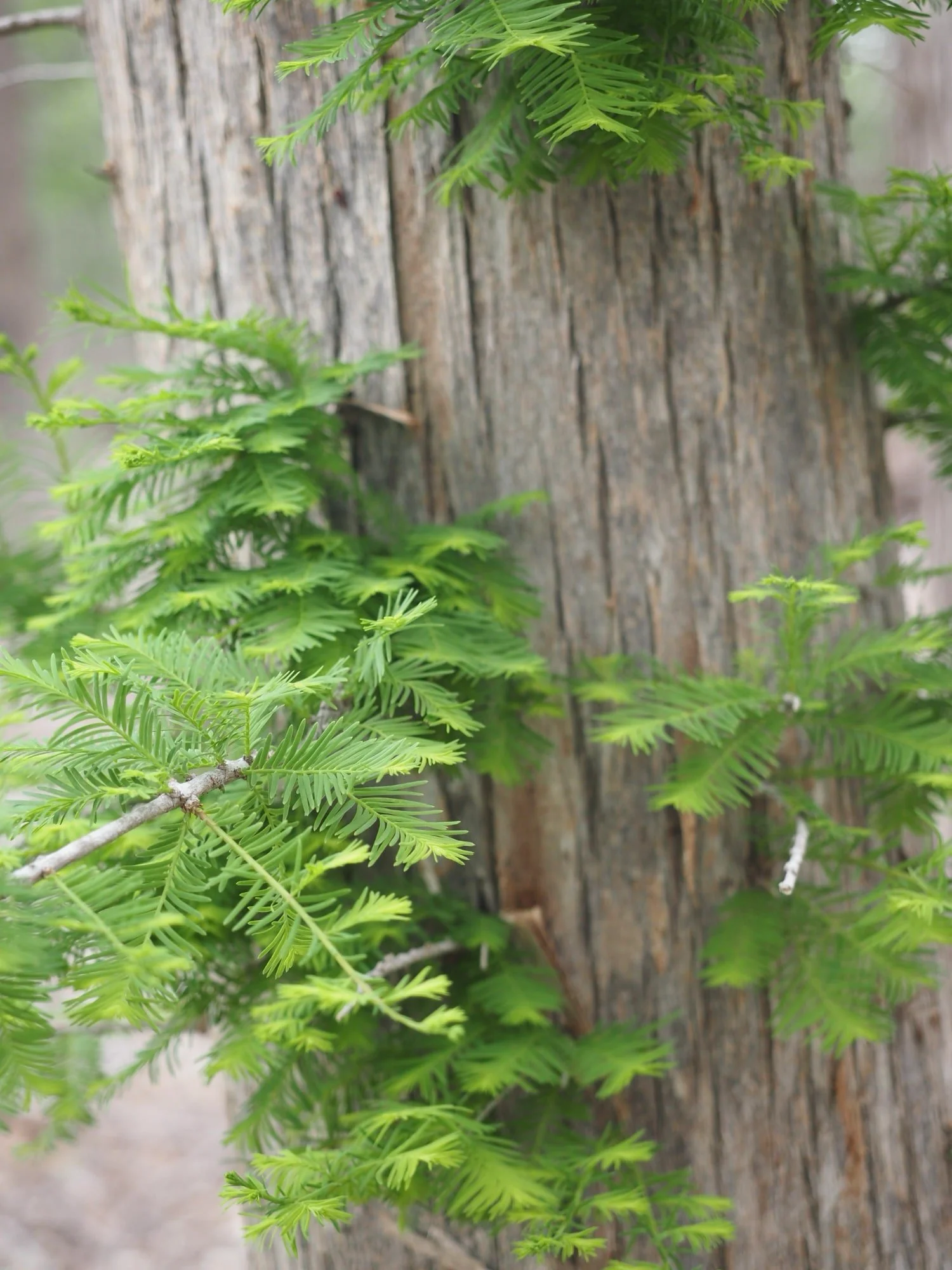 Close-up of green fern leaves growing on a tree trunk with rough, textured bark.