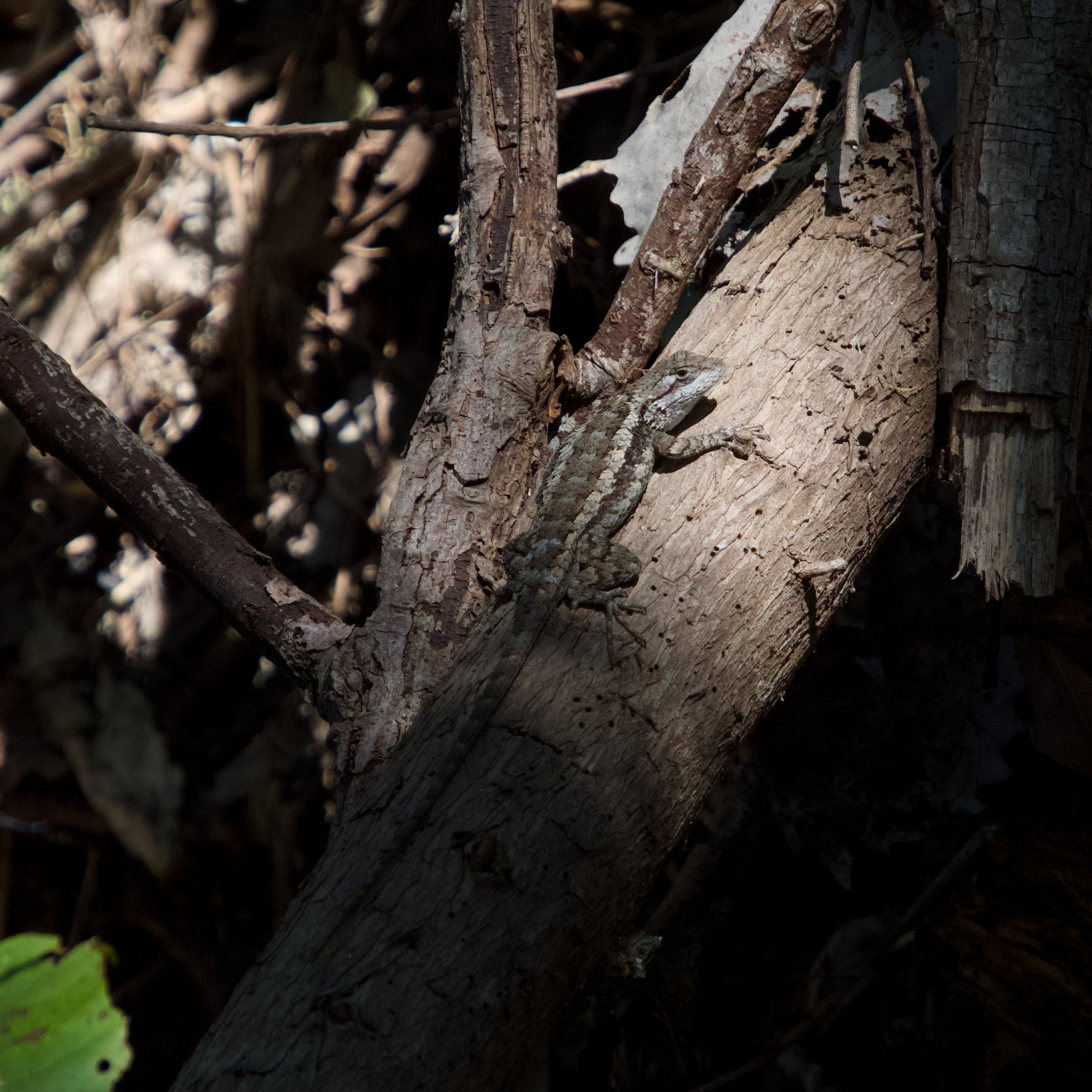 Close-up of tree bark with a small lizard blending into the textured wood surface.