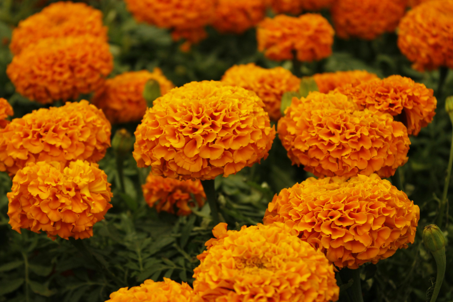 Marigold flowers