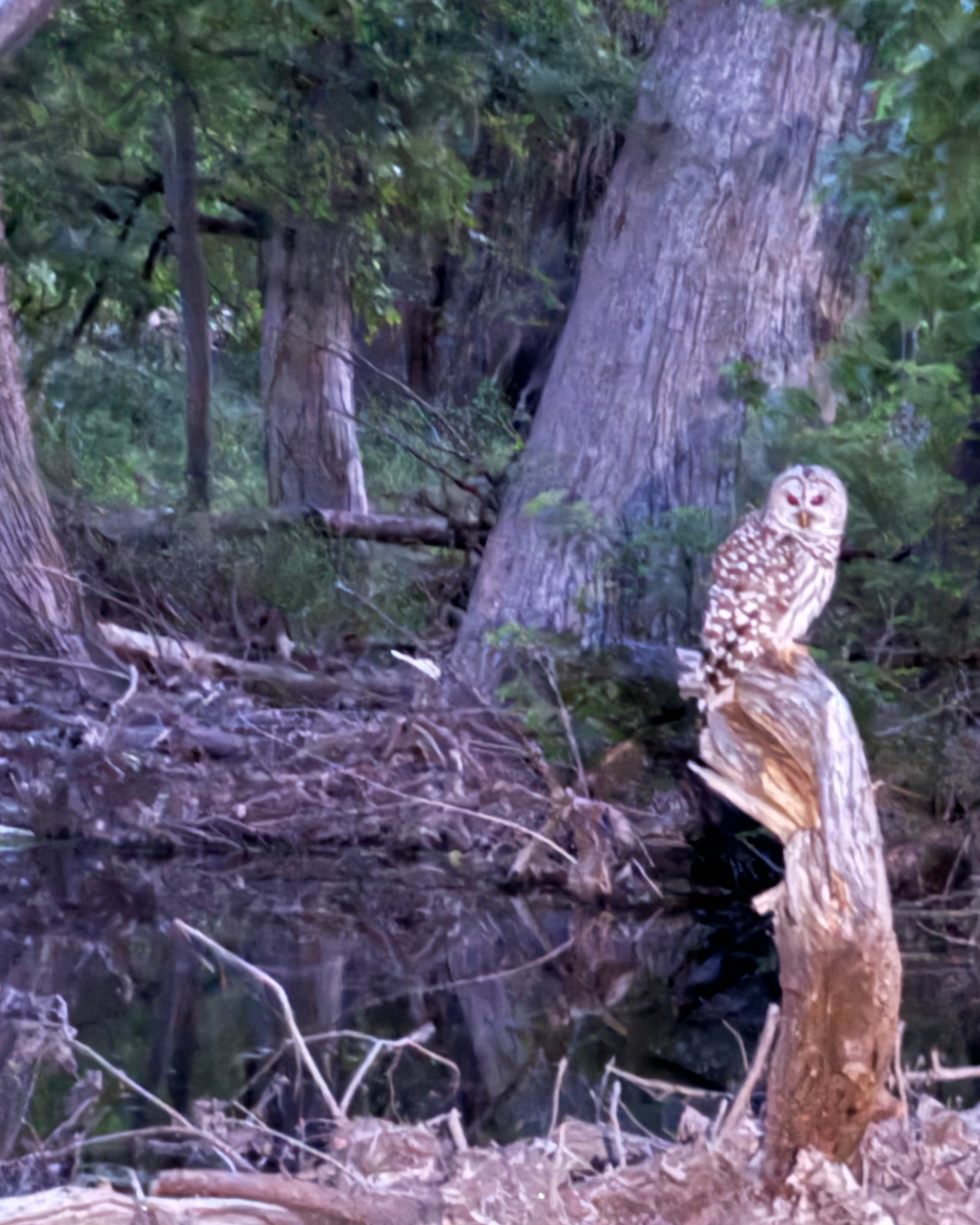 A Barred owl perched on a tree stump near the Cibolo Creek in the woodlands riparian zone.
