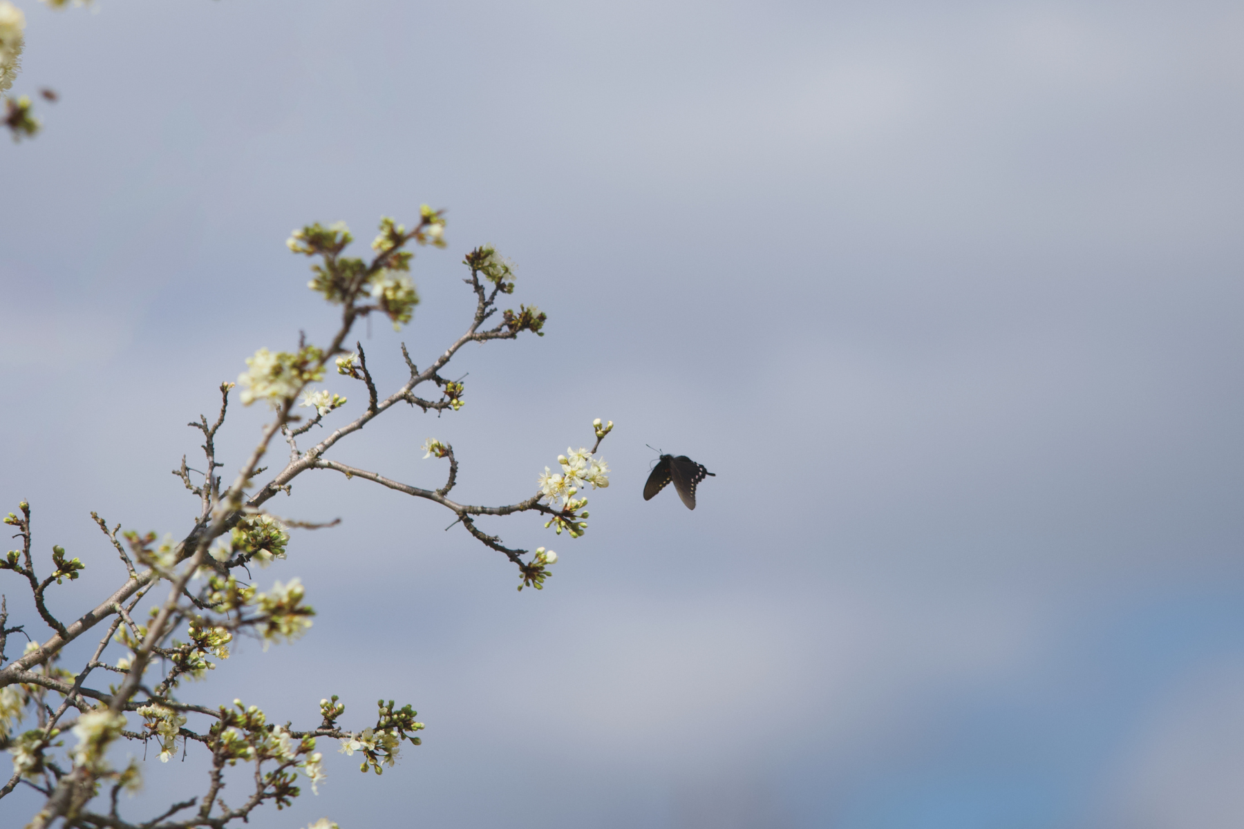 A flowering tree branch with small white blossoms and a butterfly flying nearby against a light blue sky.