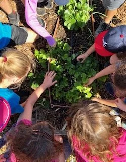 Children working together to plant or tend to a small garden with green leafy plants.