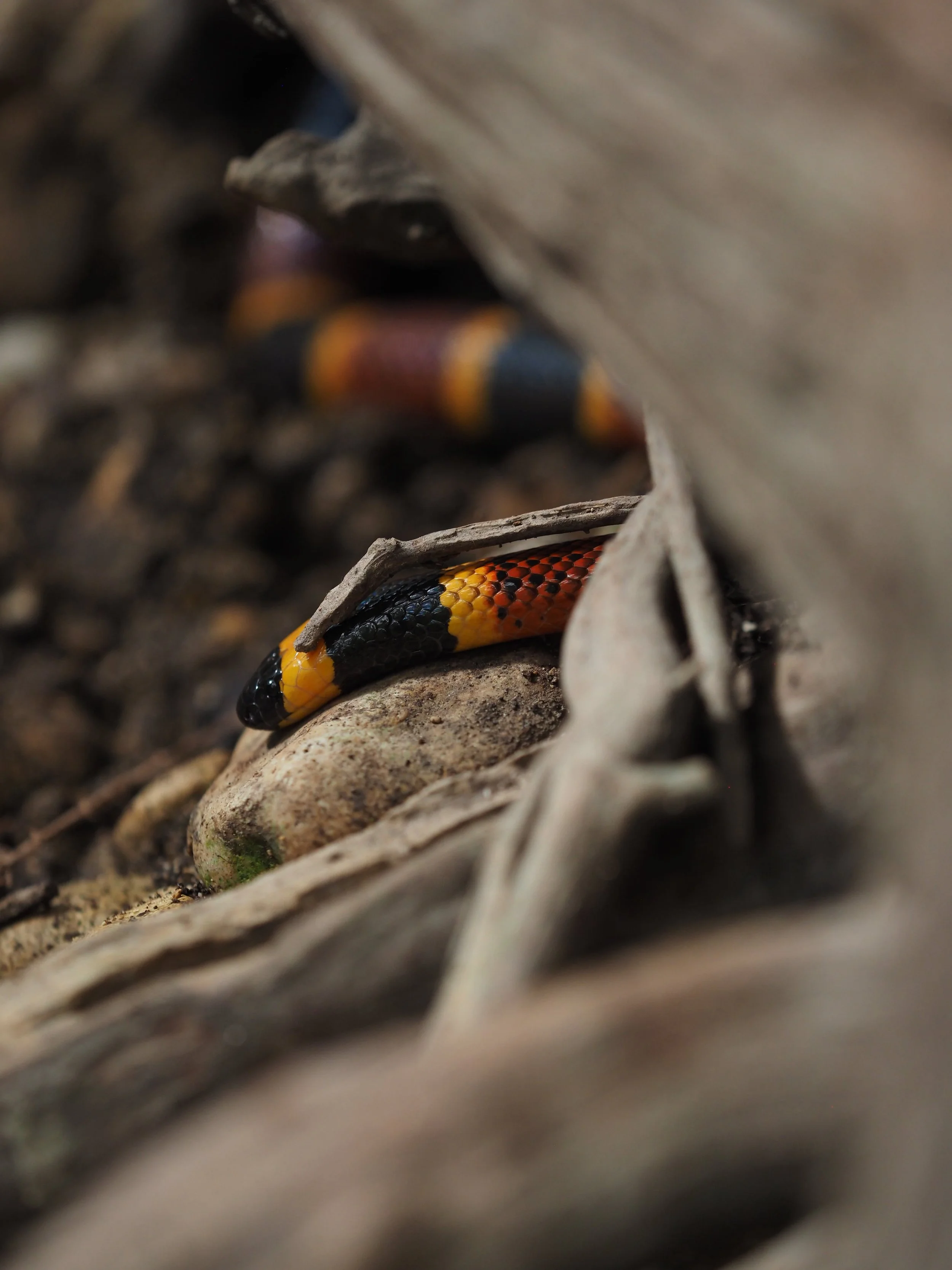 Close-up of a colorful snake slithering through dried leaves and soil.