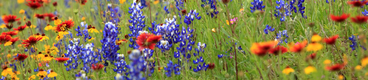 Colorful wildflowers in a meadow with blue, red, yellow, and orange blossoms.