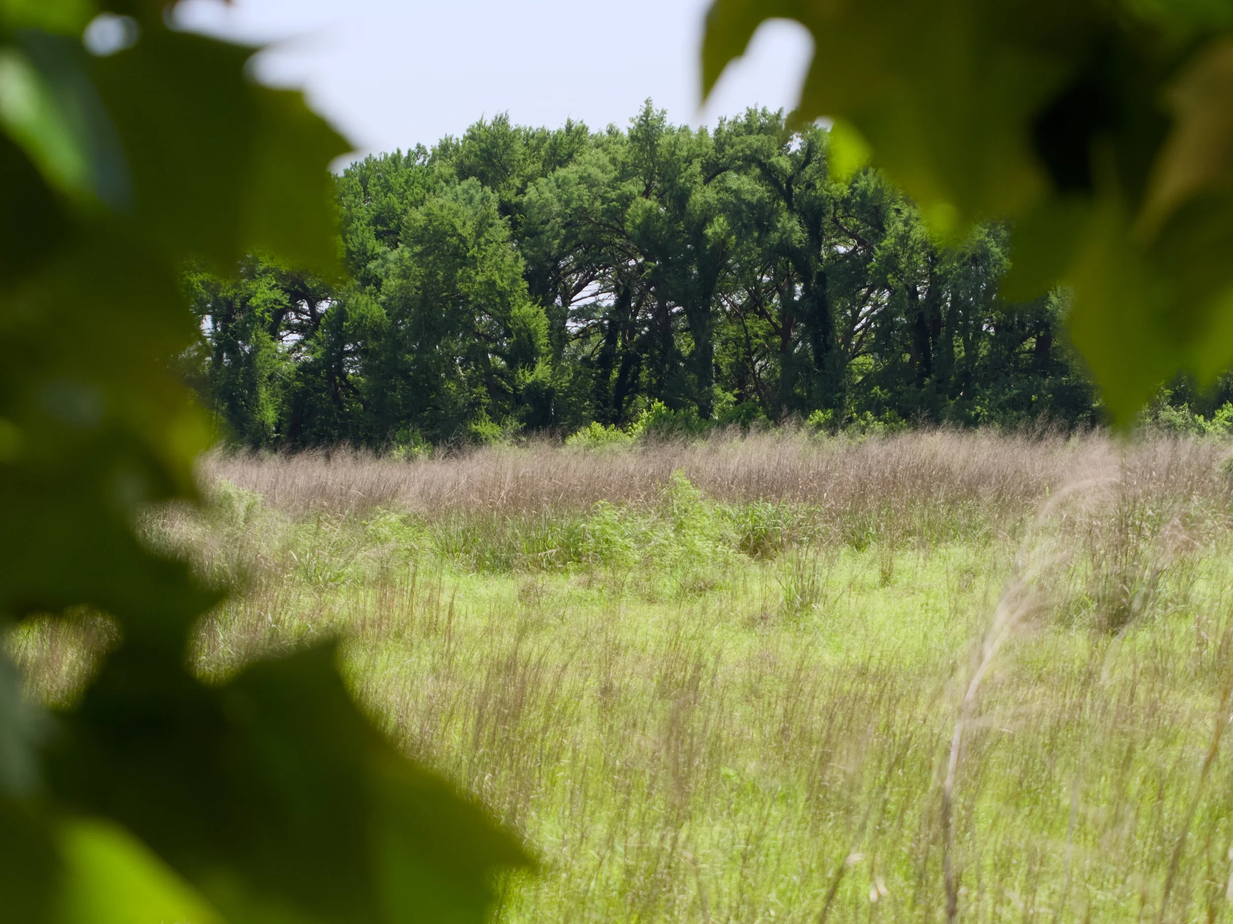 Looking through a natural frame at a green natural prairie with dense trees and grassy field in the foreground.