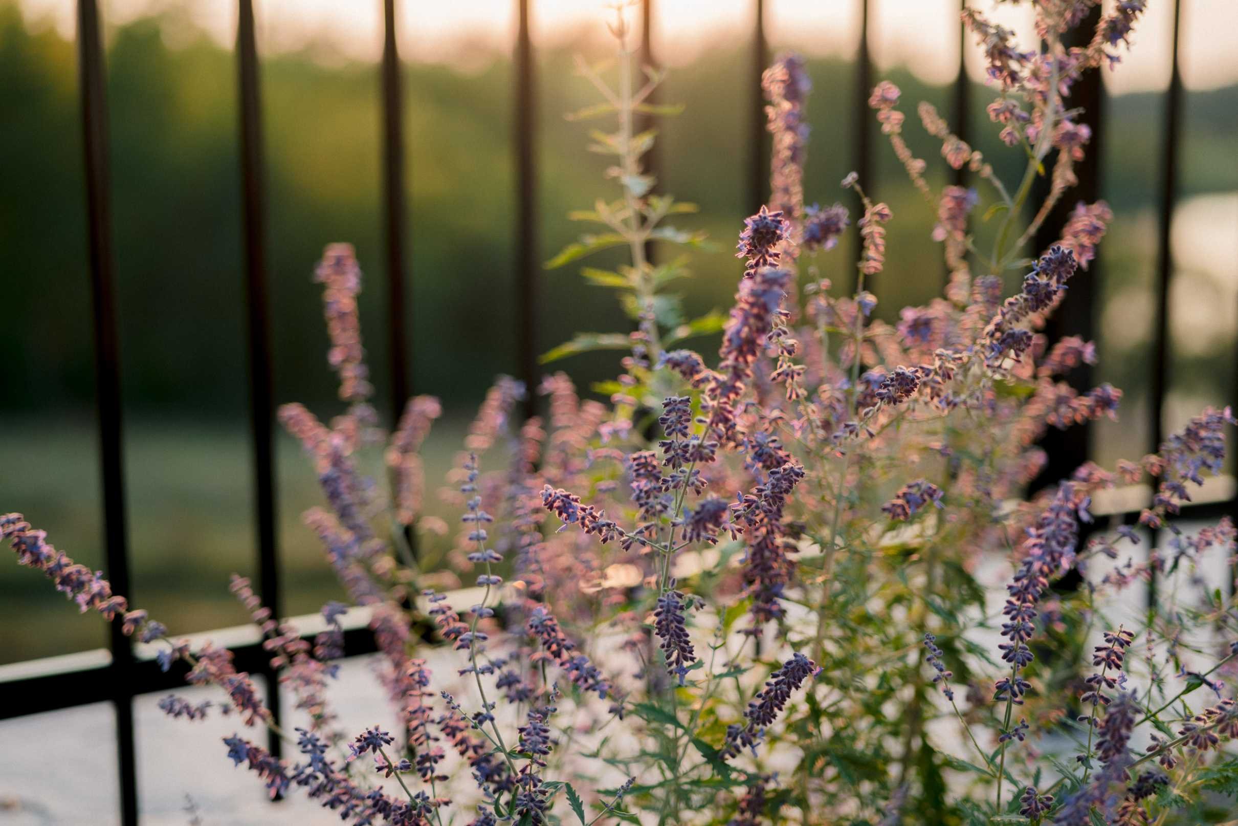 Soft-focus close-up of delicate purple lavender flowers next to the black metal pool fence, capturing the evening light.