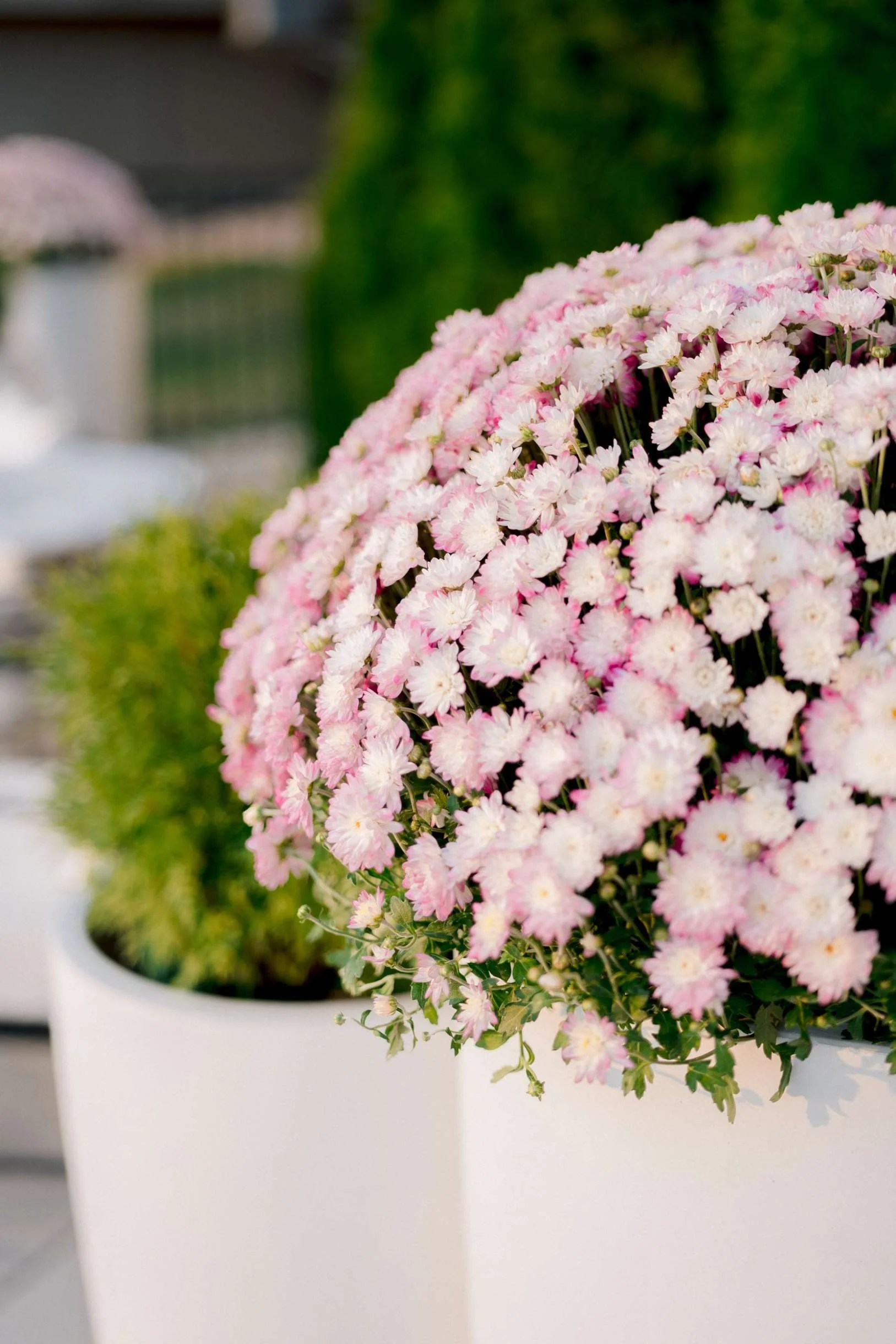 Tight close-up of pink and white chrysanthemum flowers in a large, white square planter on the patio.