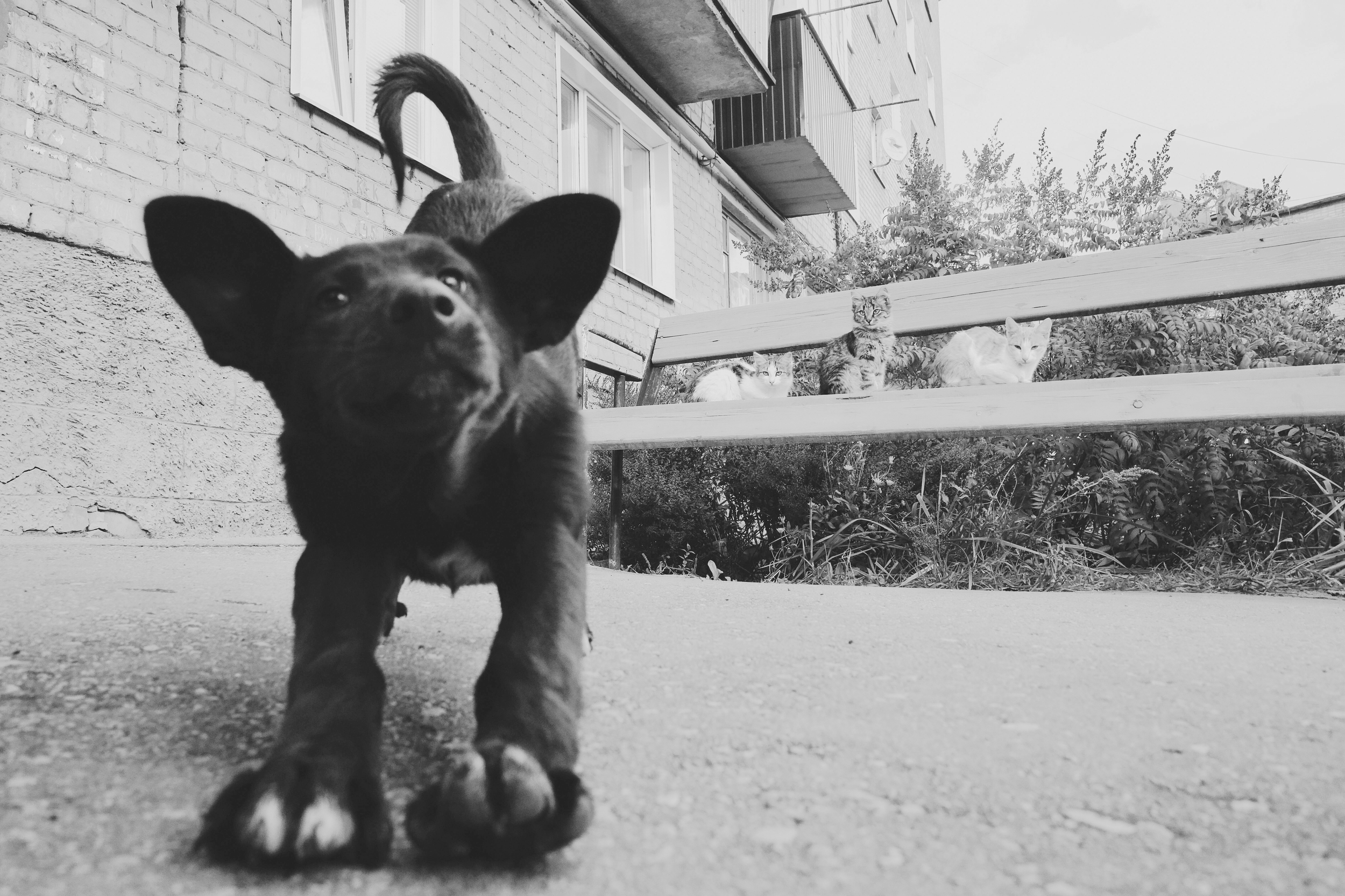 What is animal-assisted therapy?