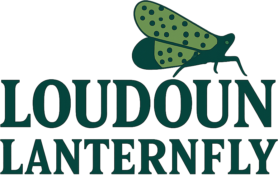 Loudoun Lanternfly