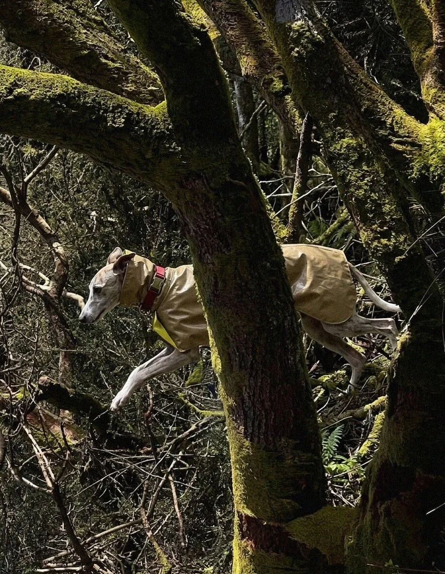 Exploring multi-terrains without limits. @sekaipet_official for a brand new outdoor weather experiment.
From peaks to plains, from rocks to rivers. Inspired by outdoor sports and terrain logic, we engineer the  gear to help your furry companion cross
