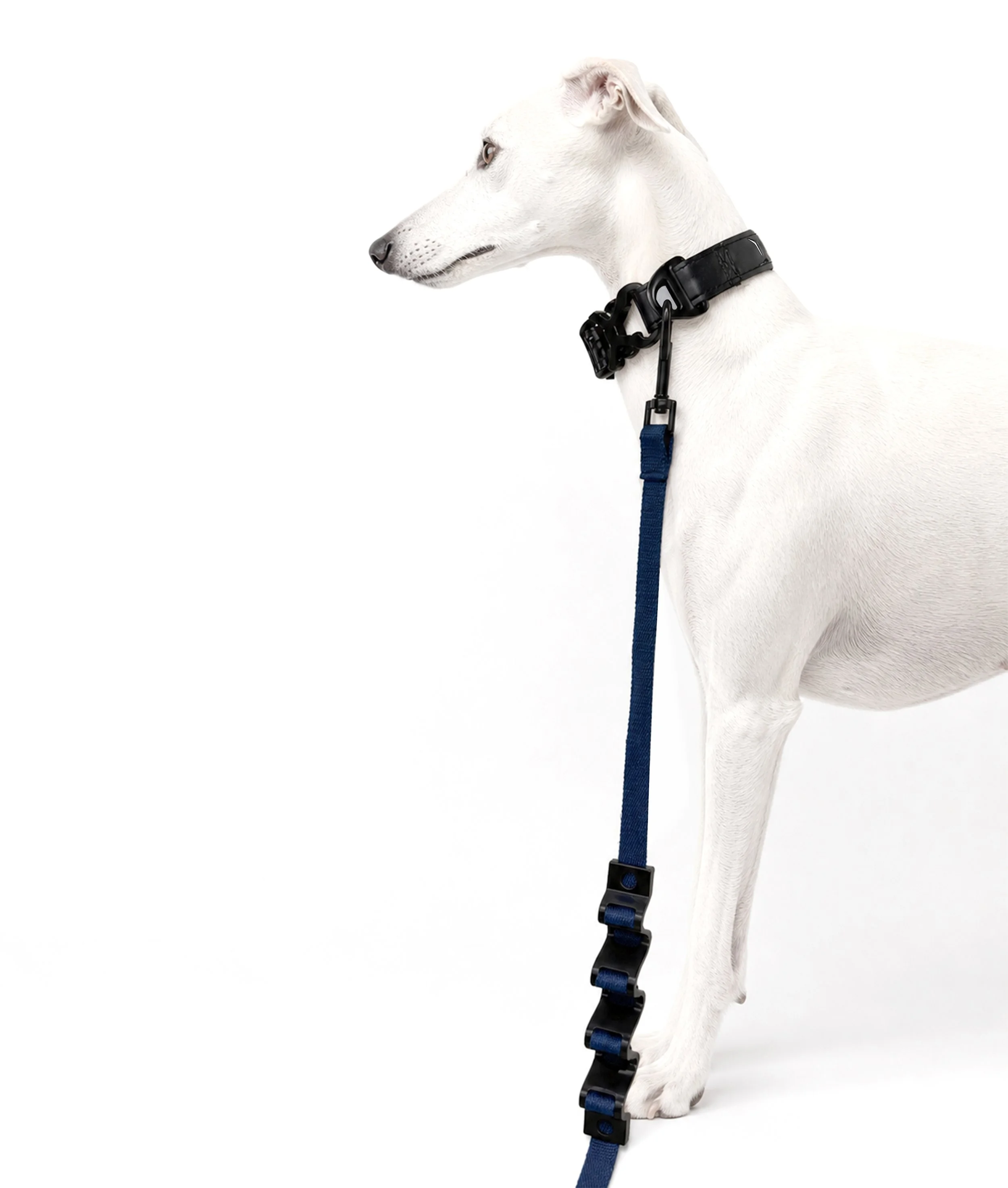 Navy dog leash shown from the side during wear