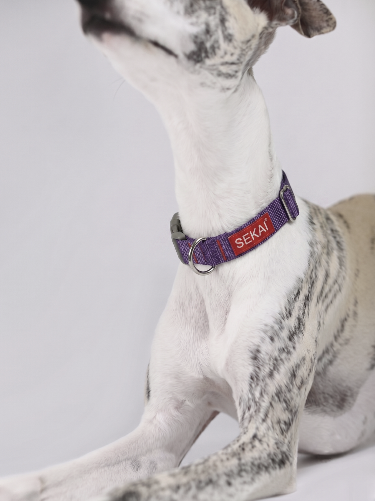 purple+dog+collar.png (Copy) (Copy)