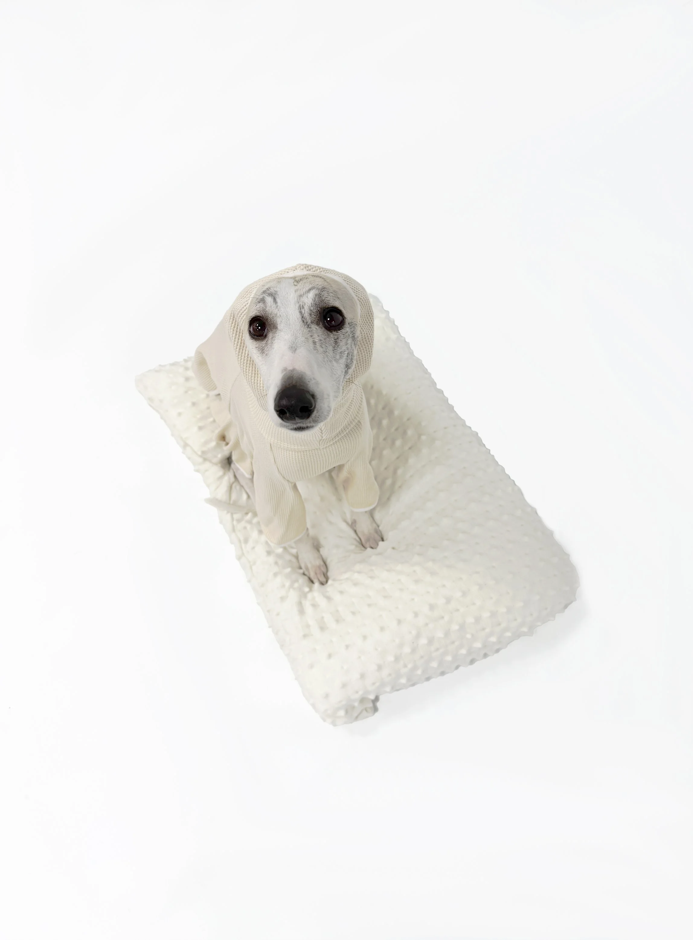 Beige Oatmeal waffle knit dog romper flat lay, 100% cotton bodysuit for Italian Greyhounds