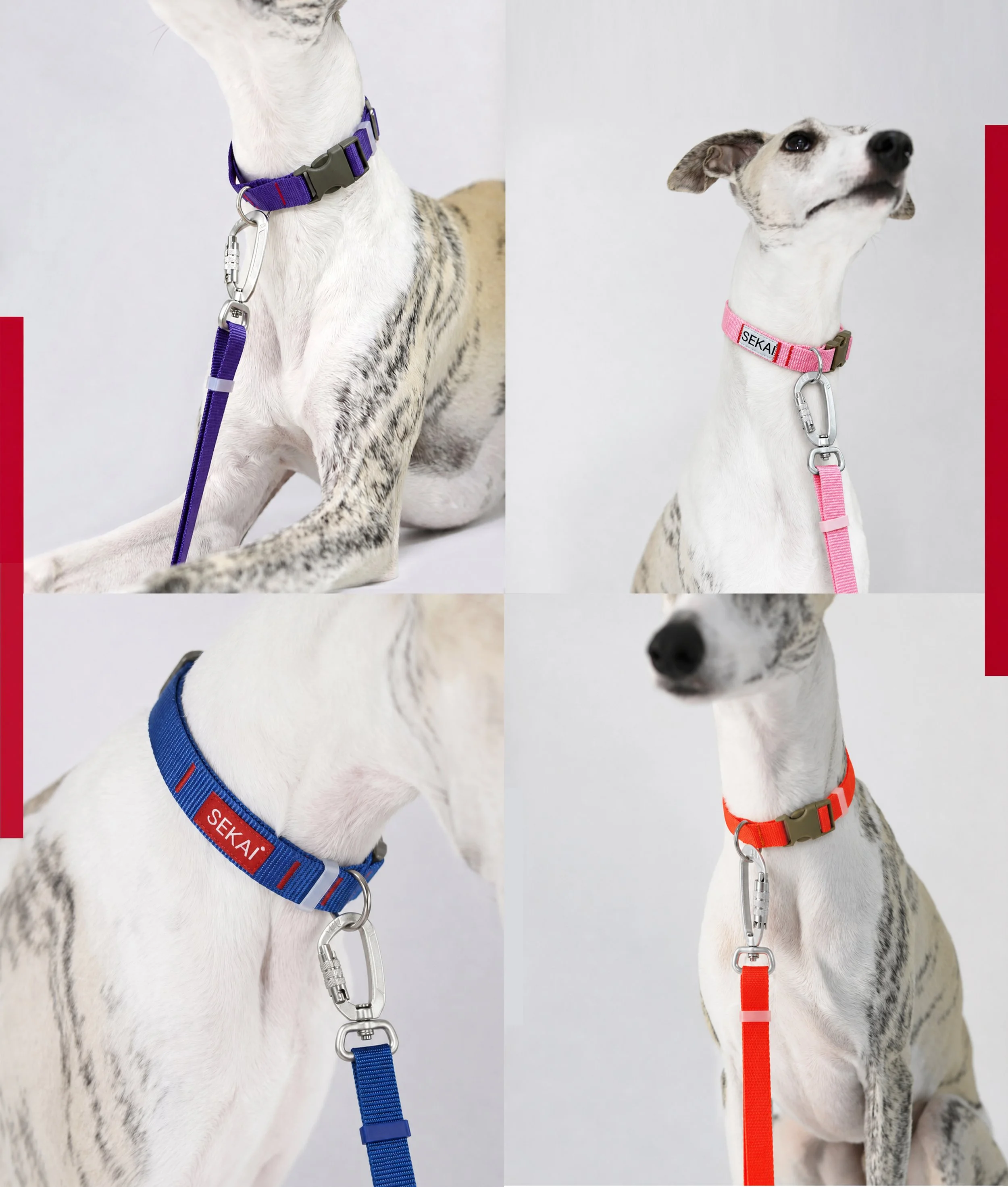 Dog wearing the SEKAIPET Circuit Blue adjustable technical dog leash and matching collar in a clean urban-inspired studio image.