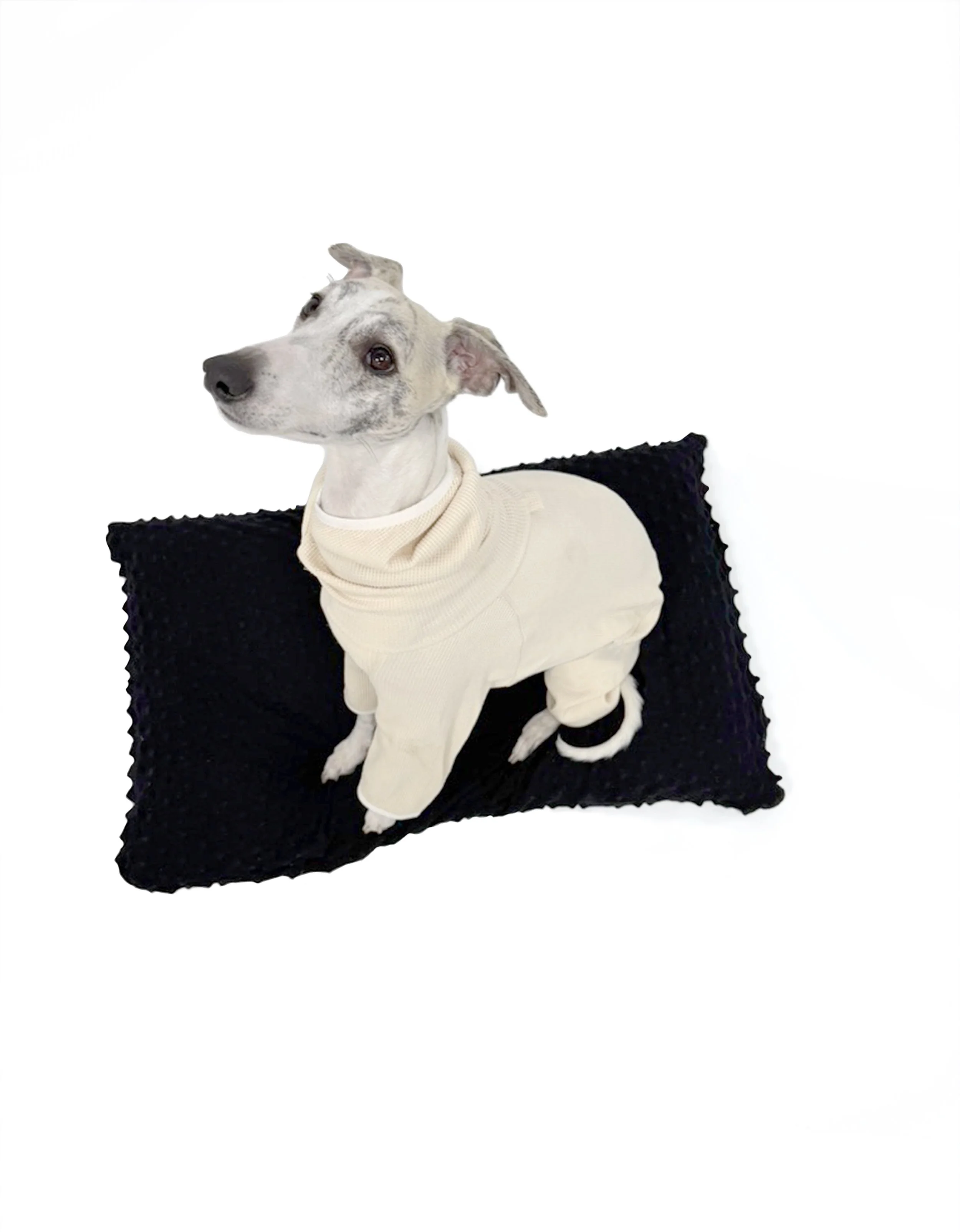 Beige Oatmeal waffle knit dog romper flat lay, 100% cotton bodysuit for Italian Greyhounds