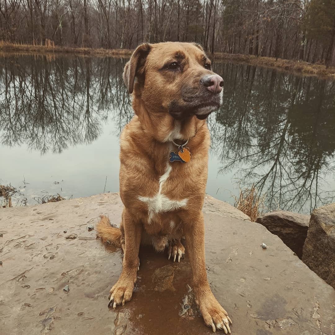 Animal Communication and Healing