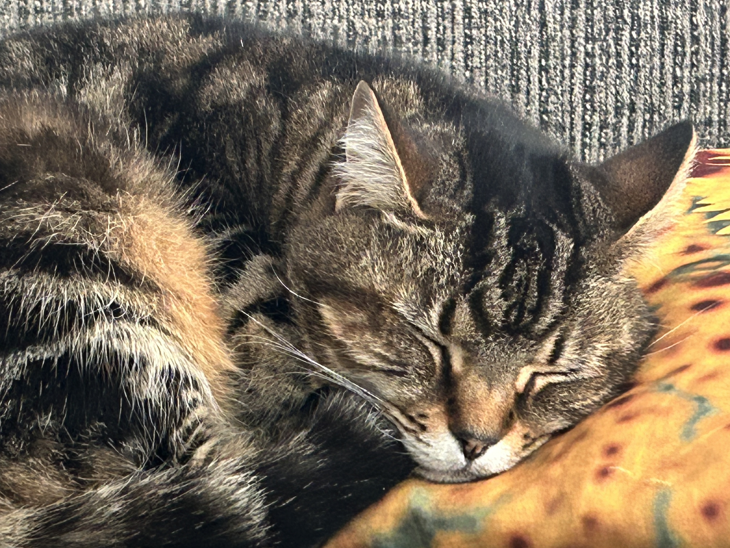 In Depth Animal Health Case