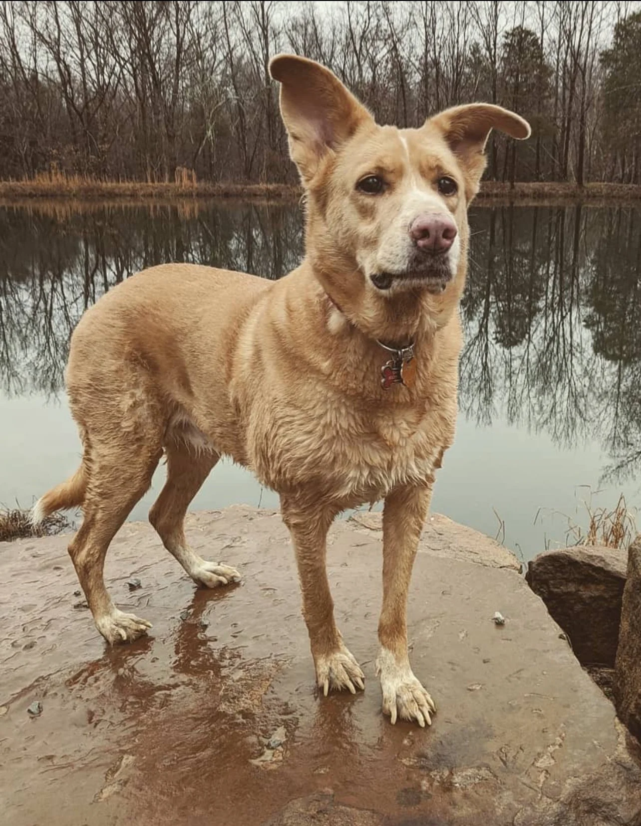 A wet dog standing on a rocky surface near a body of water with leafless trees in the background.