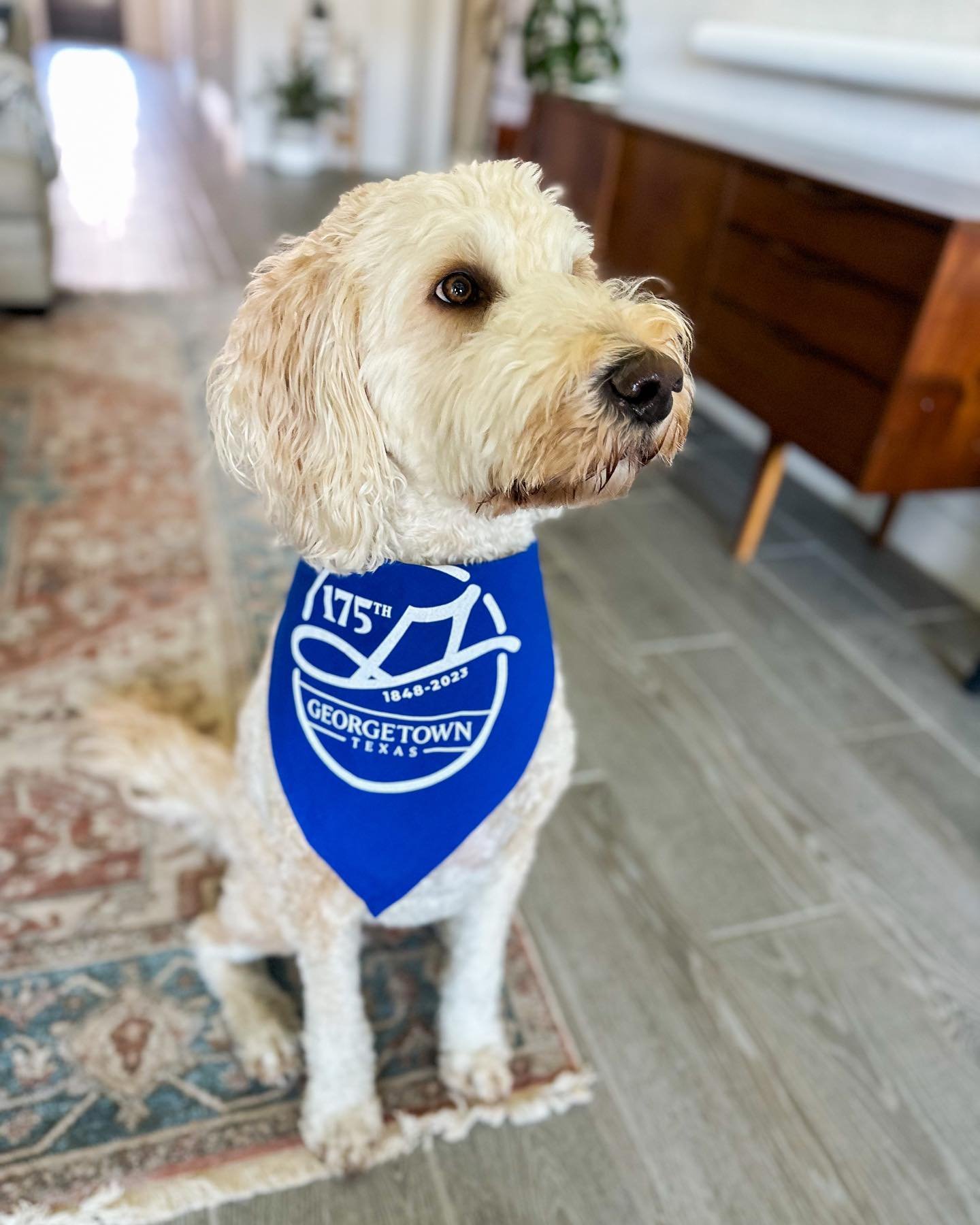 City of Georgetown, TX<br><b>175th Anniversary Branding