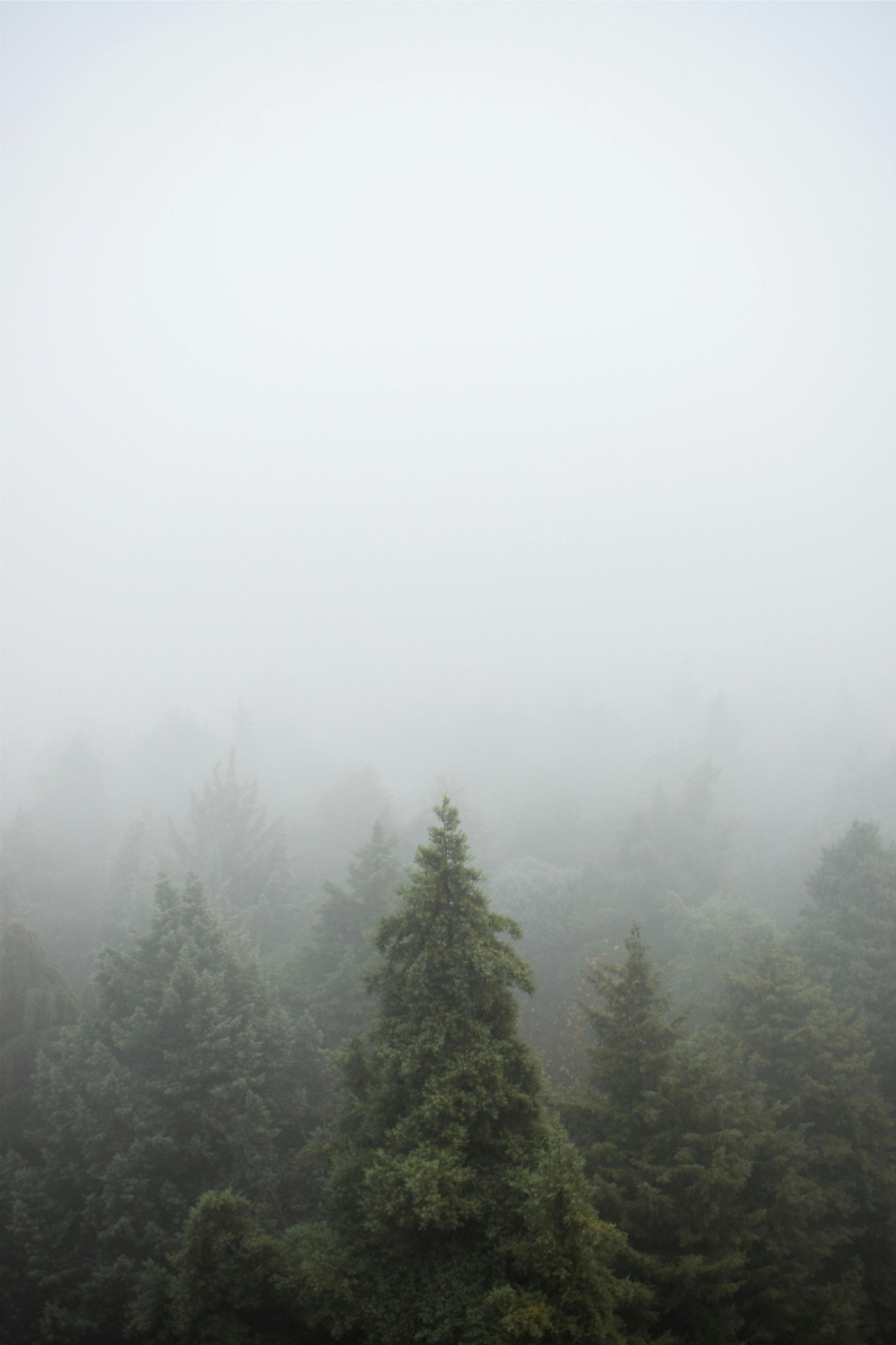 Foggy trees representing going beneath the surface of social anxiety in depth therapy