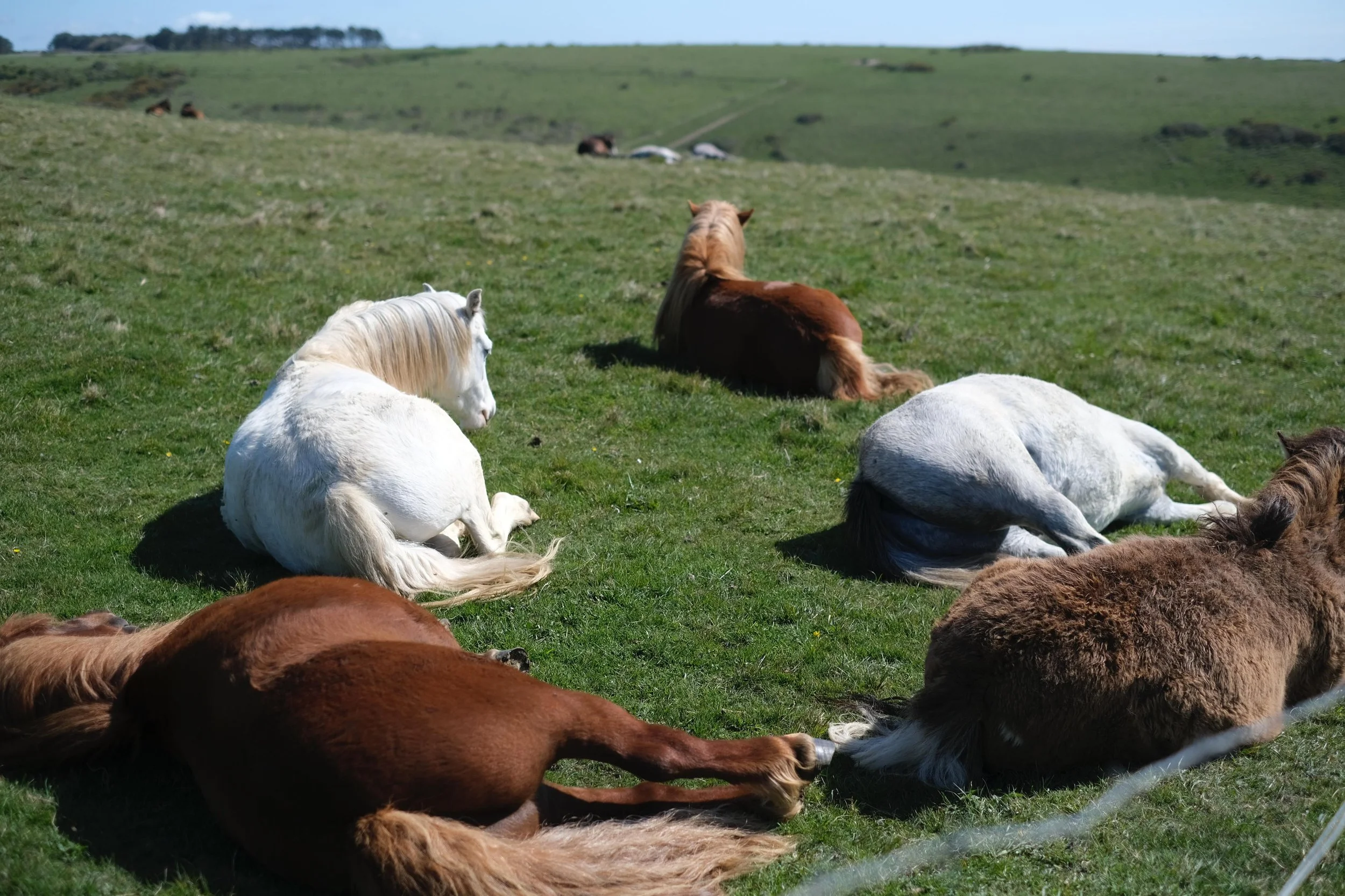(101) Seven Sisters, UK