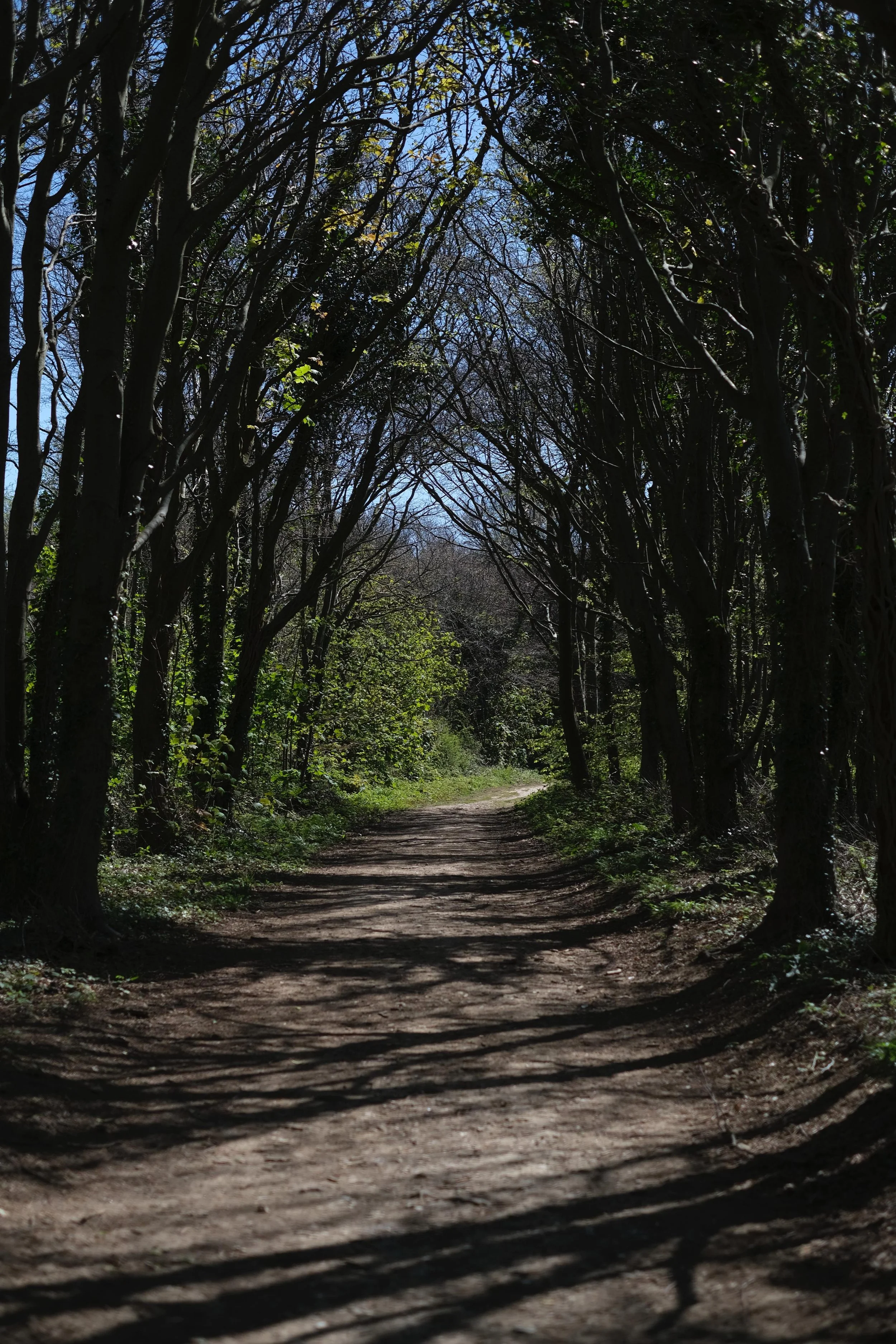 (99) Seaford Forest, UK