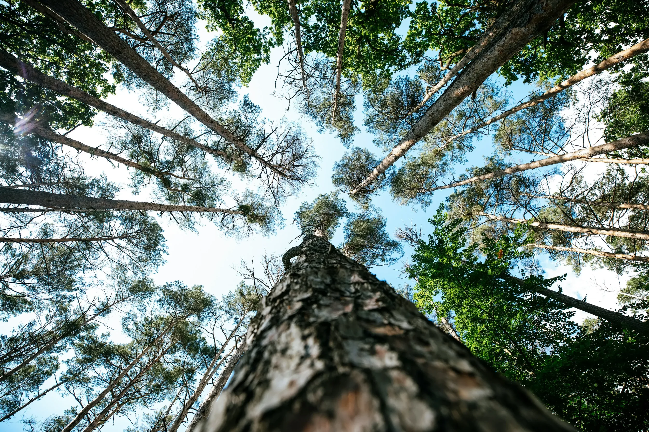 Looking into the sky from the base of a tree trunk