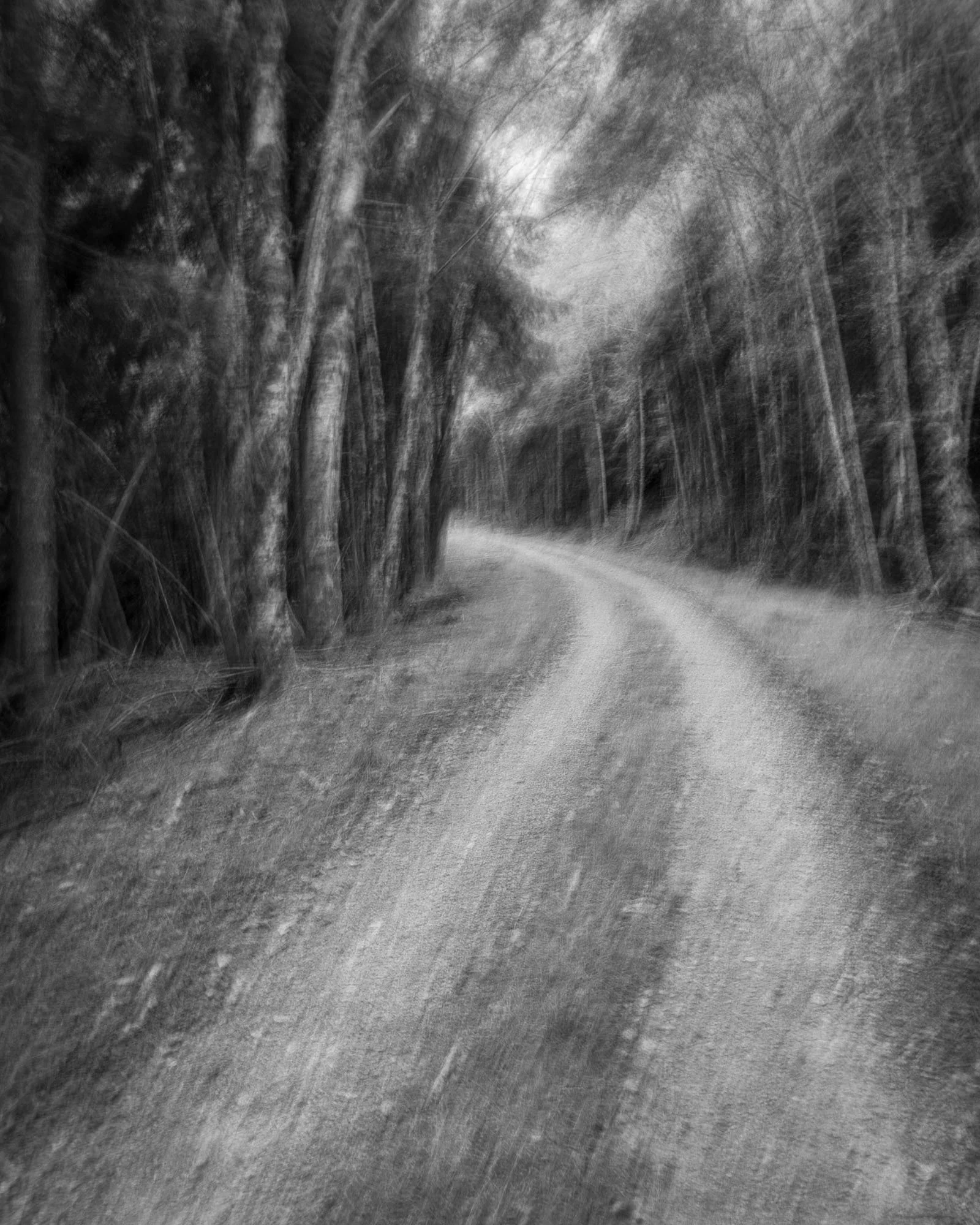 A black and white photo of a dirt road winding through a forest with tall trees on either side.