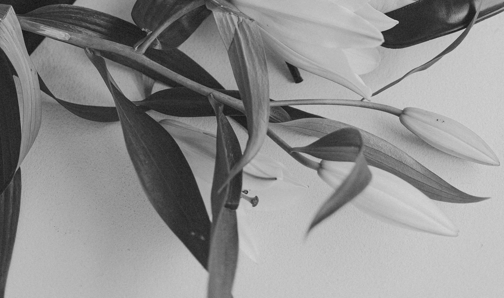 Black and white close-up of a bunch of lilies with leaves and buds, some open and some in bud stage, against a plain wall.