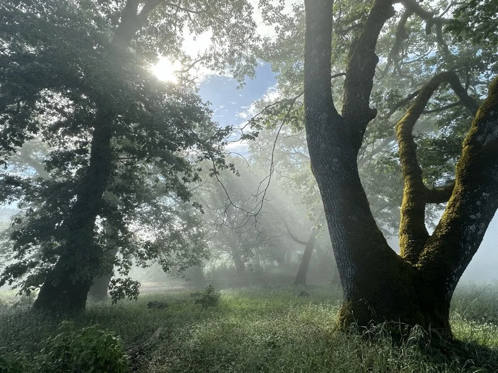 The Valley in Summer.jpeg