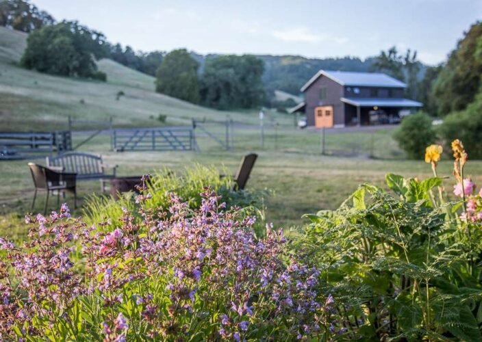 meadow.jpeg