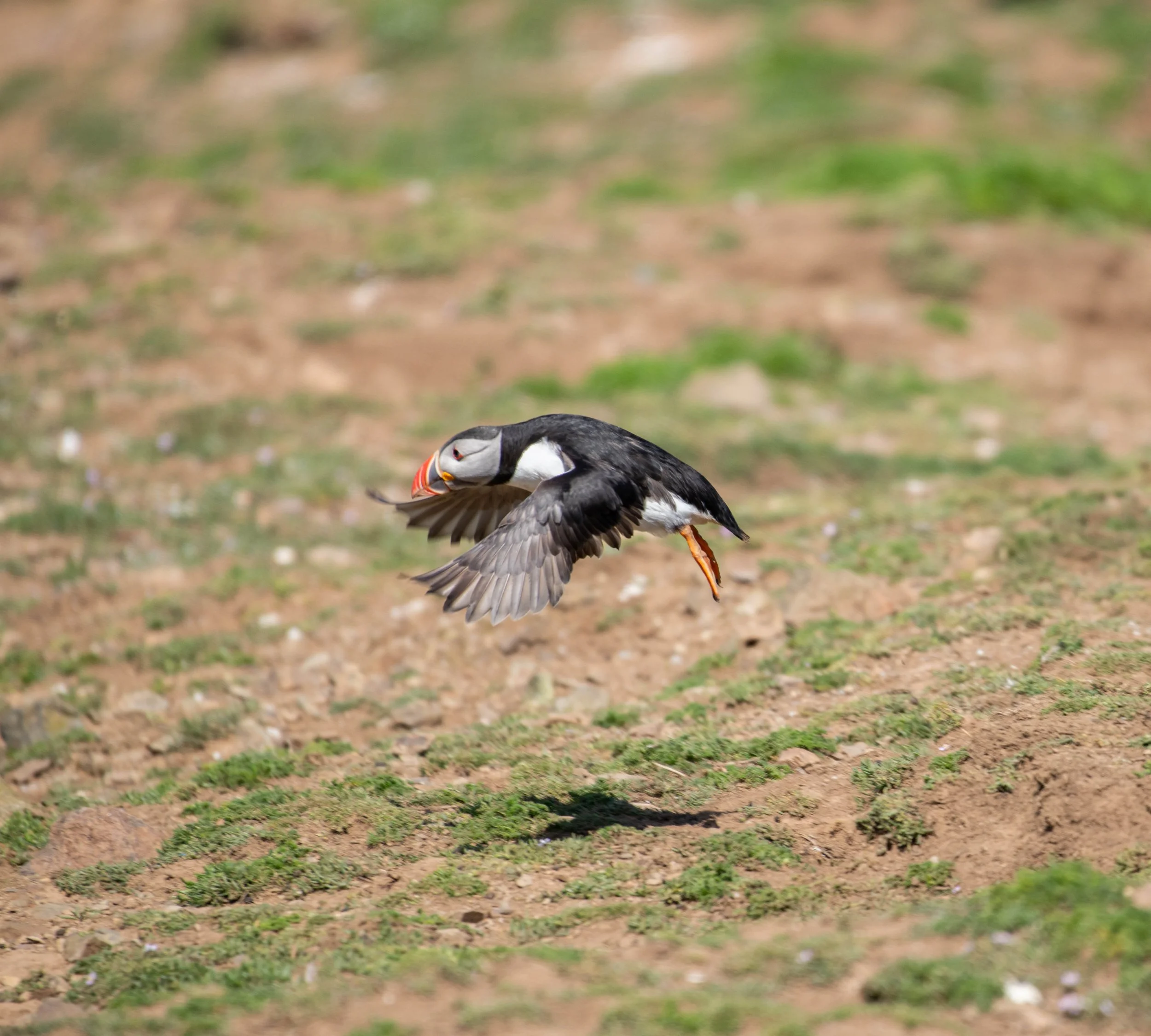 D85_9680.jpg