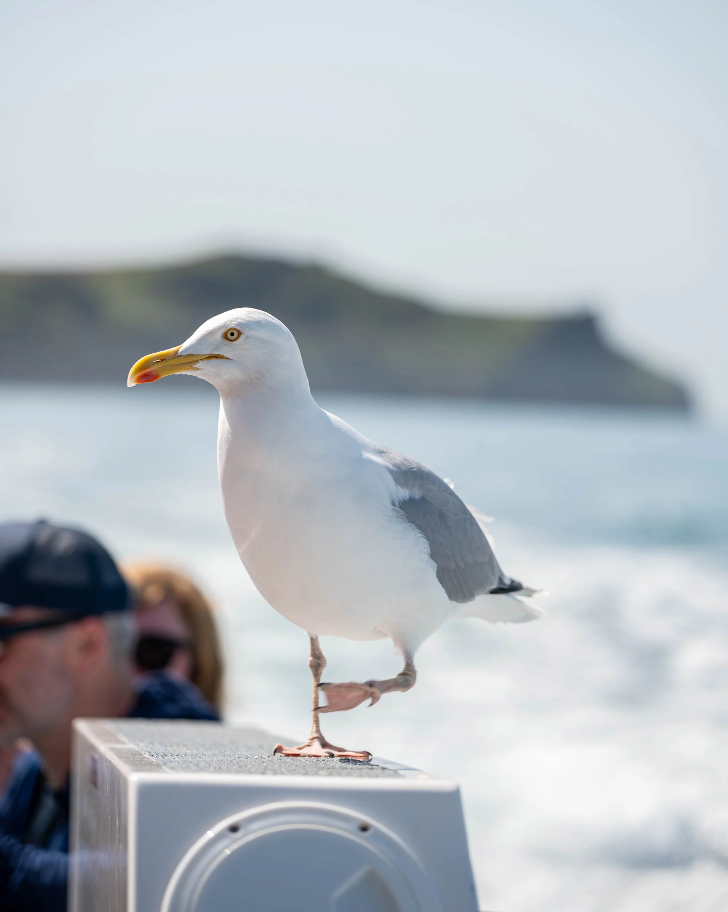 DSC_6677.jpg