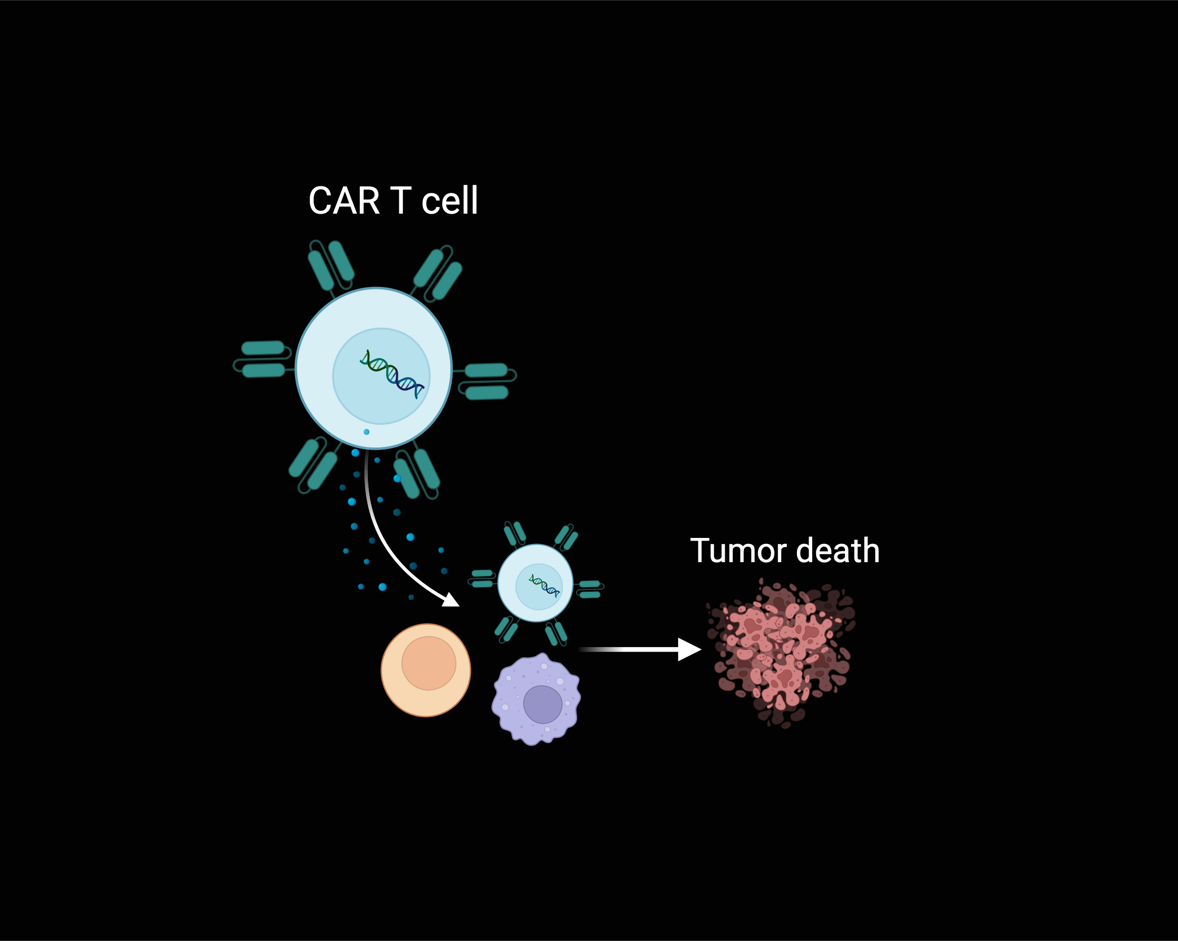 Adoptive T cell Therapies