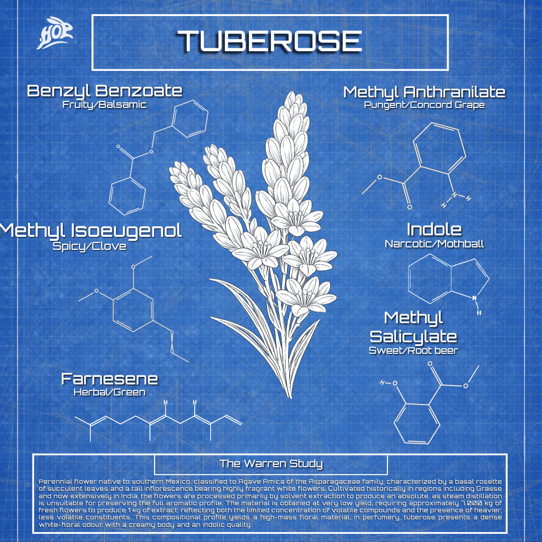 Tuberose