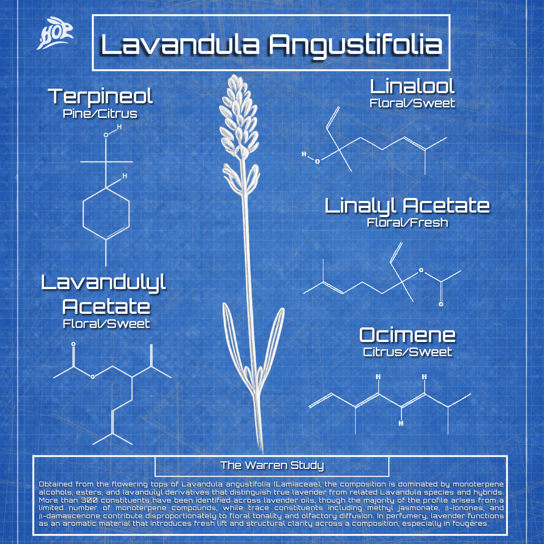 Lavandula Angustifolia- True Lavender
