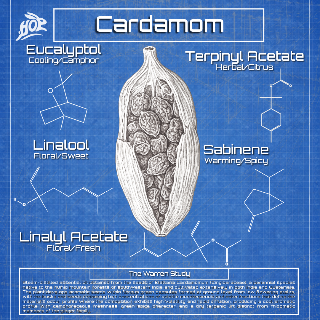Cardamom - Elettaria Cardamomum (Zingiberaceae)