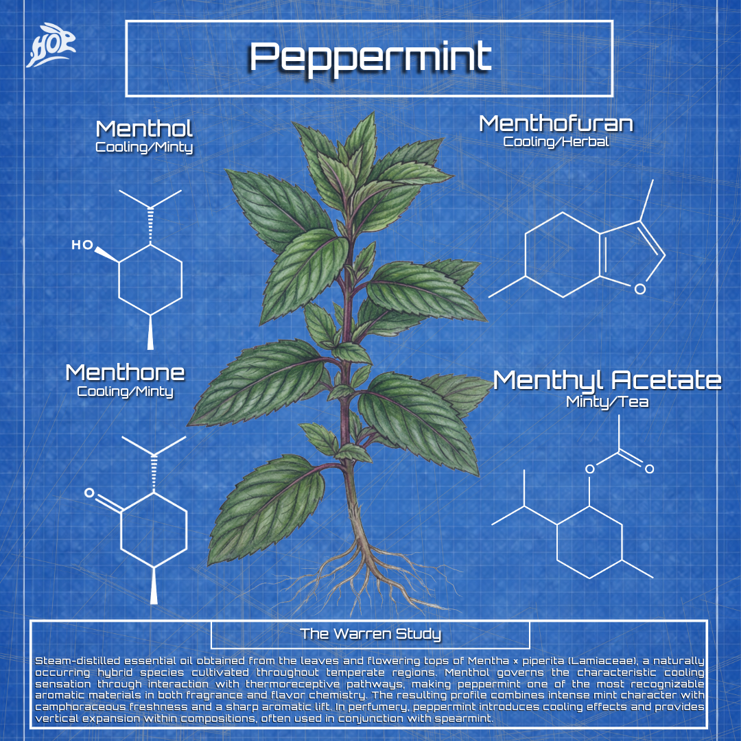 Mint- Lamiaceae Mentha