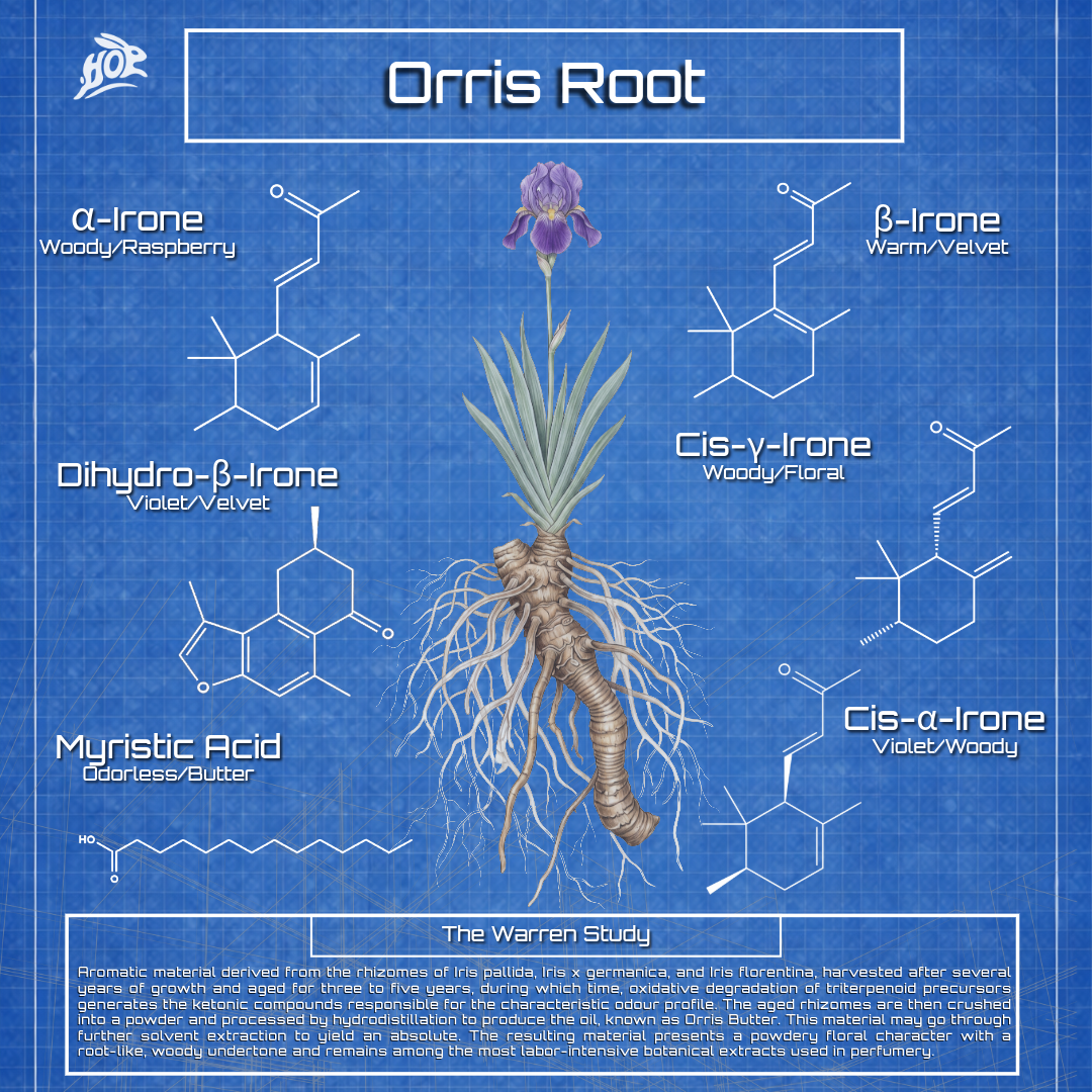 Orris Root (Iris)