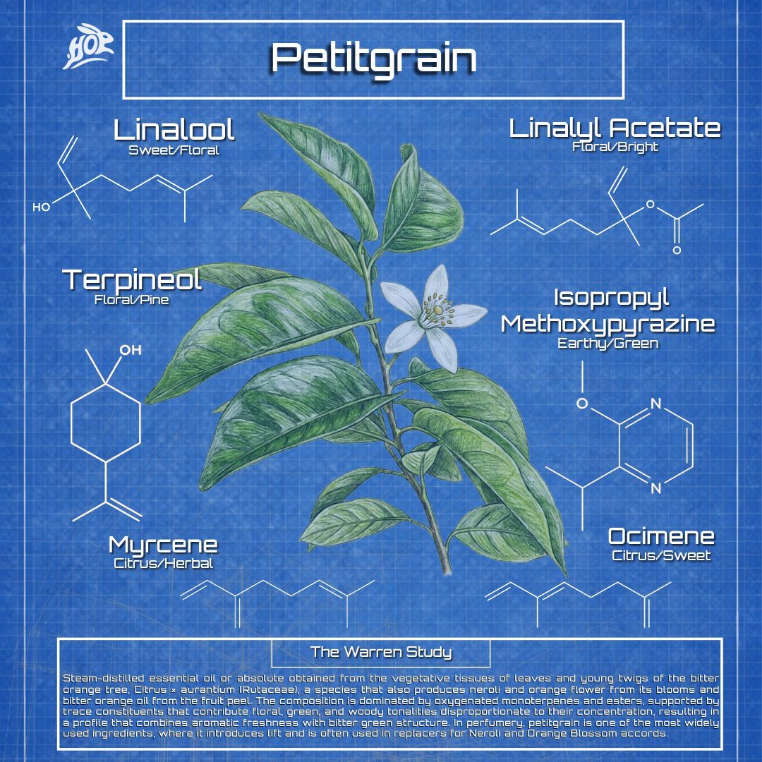 Petigrain- Bigaradier, Bitter Orange Tree; Citrus x aurantium
