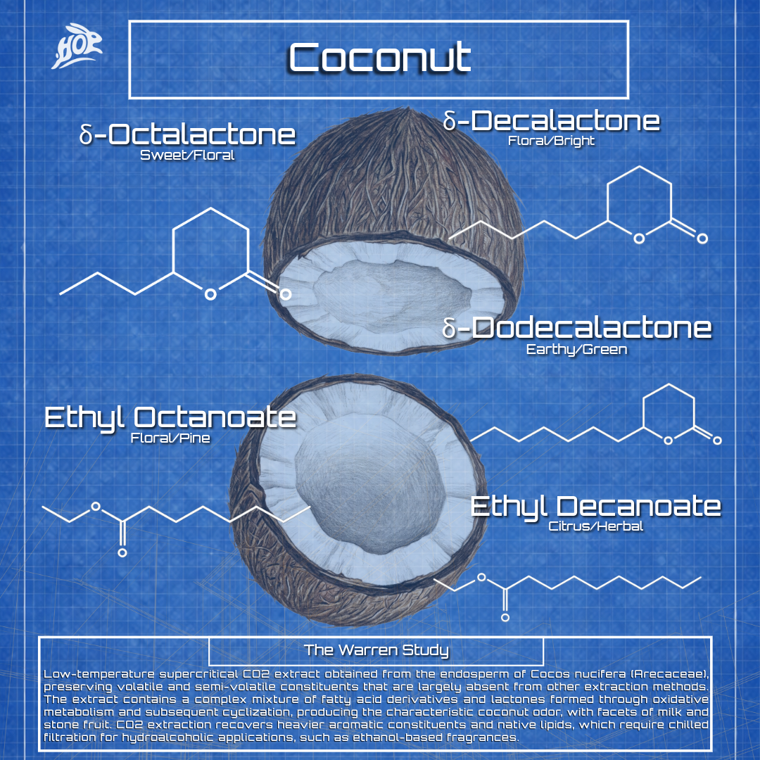 Coconut- Cocos nucifera